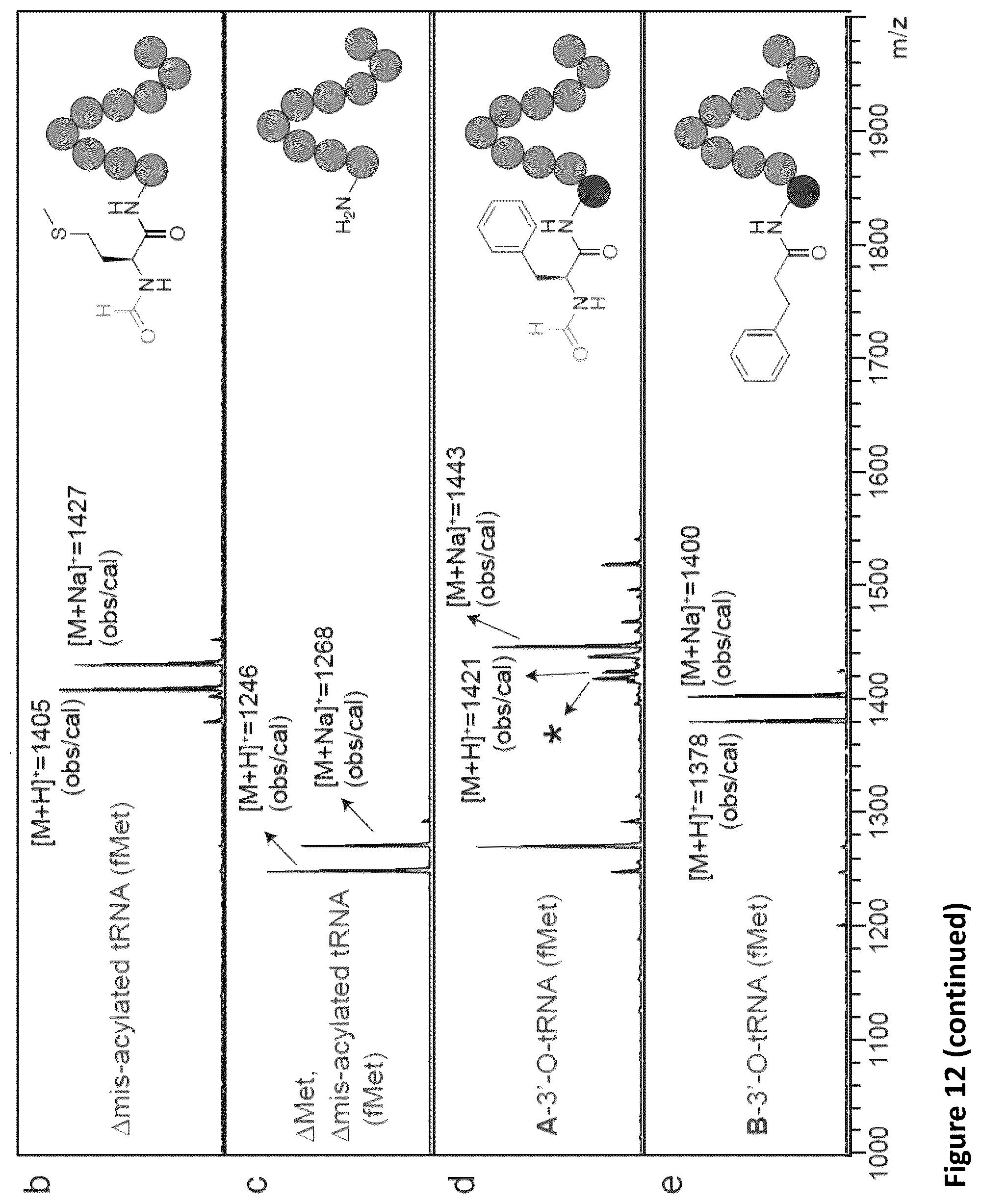 Patent US11814621 Figure 19 – Expanding the chemical substrates for genetic code reprogramming