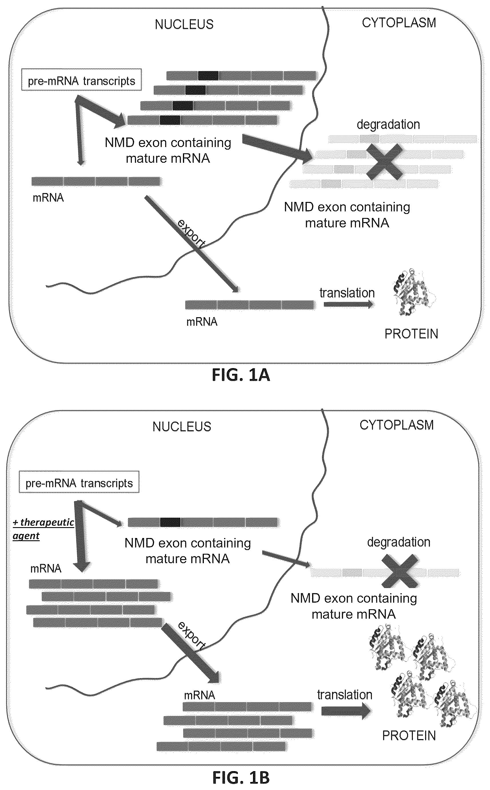 Patent US11814622 Figure 1 – OPA1 antisense oligomers for treatment of conditions and diseases