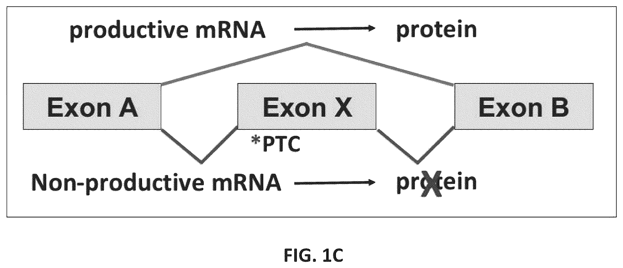 Patent US11814622 Figure 2 – OPA1 antisense oligomers for treatment of conditions and diseases