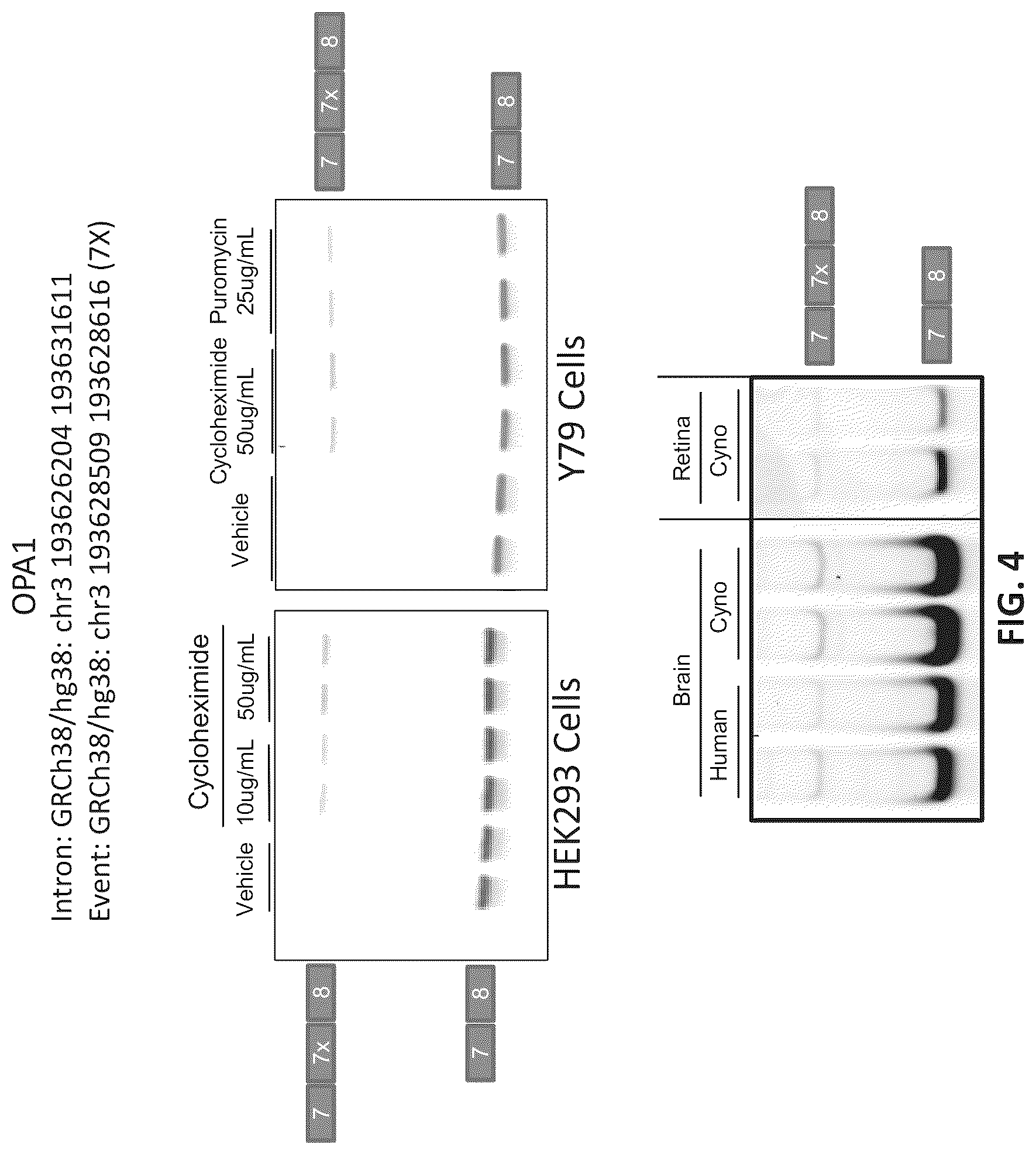 Patent US11814622 Figure 5 – OPA1 antisense oligomers for treatment of conditions and diseases