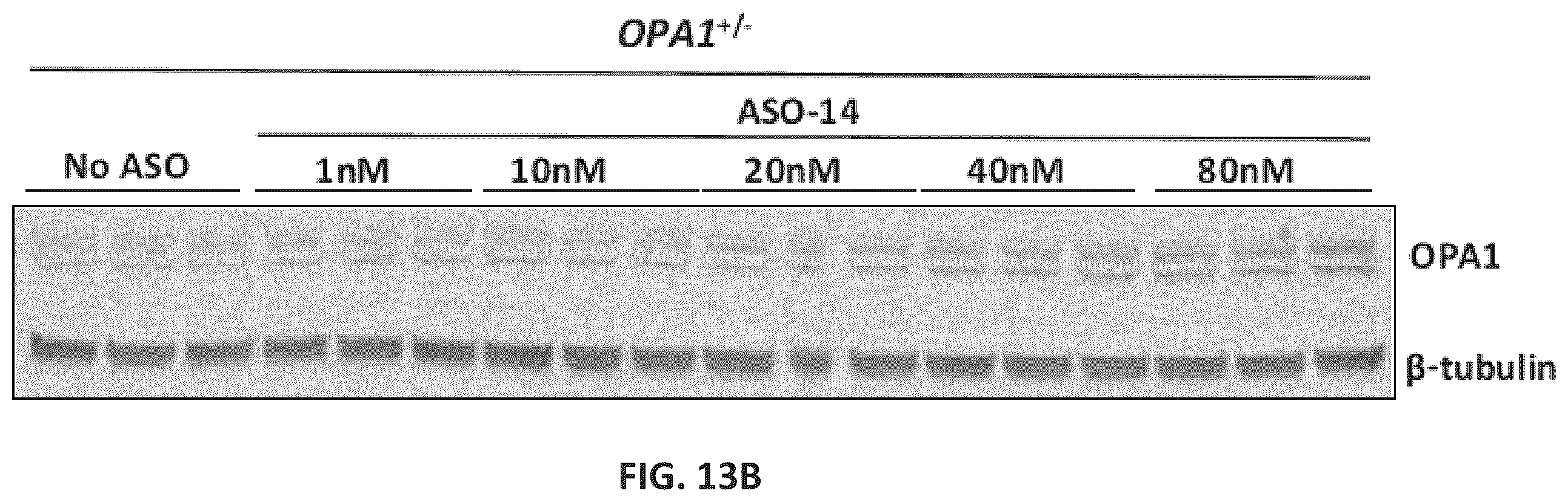 Patent US11814622 Figure 19 – OPA1 antisense oligomers for treatment of conditions and diseases