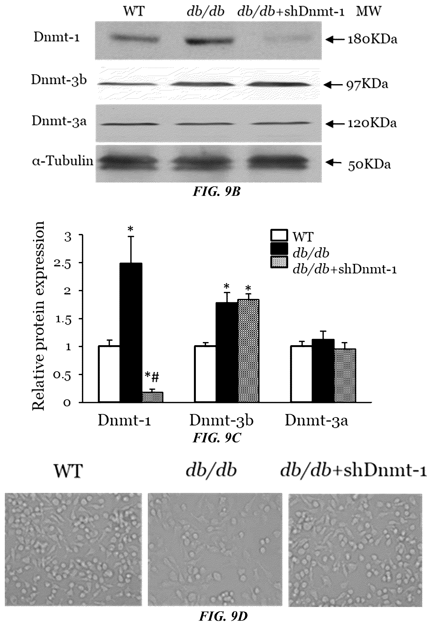Patent US11814623 Figure 20 – Methods of treating a wound using epigenetic regulation