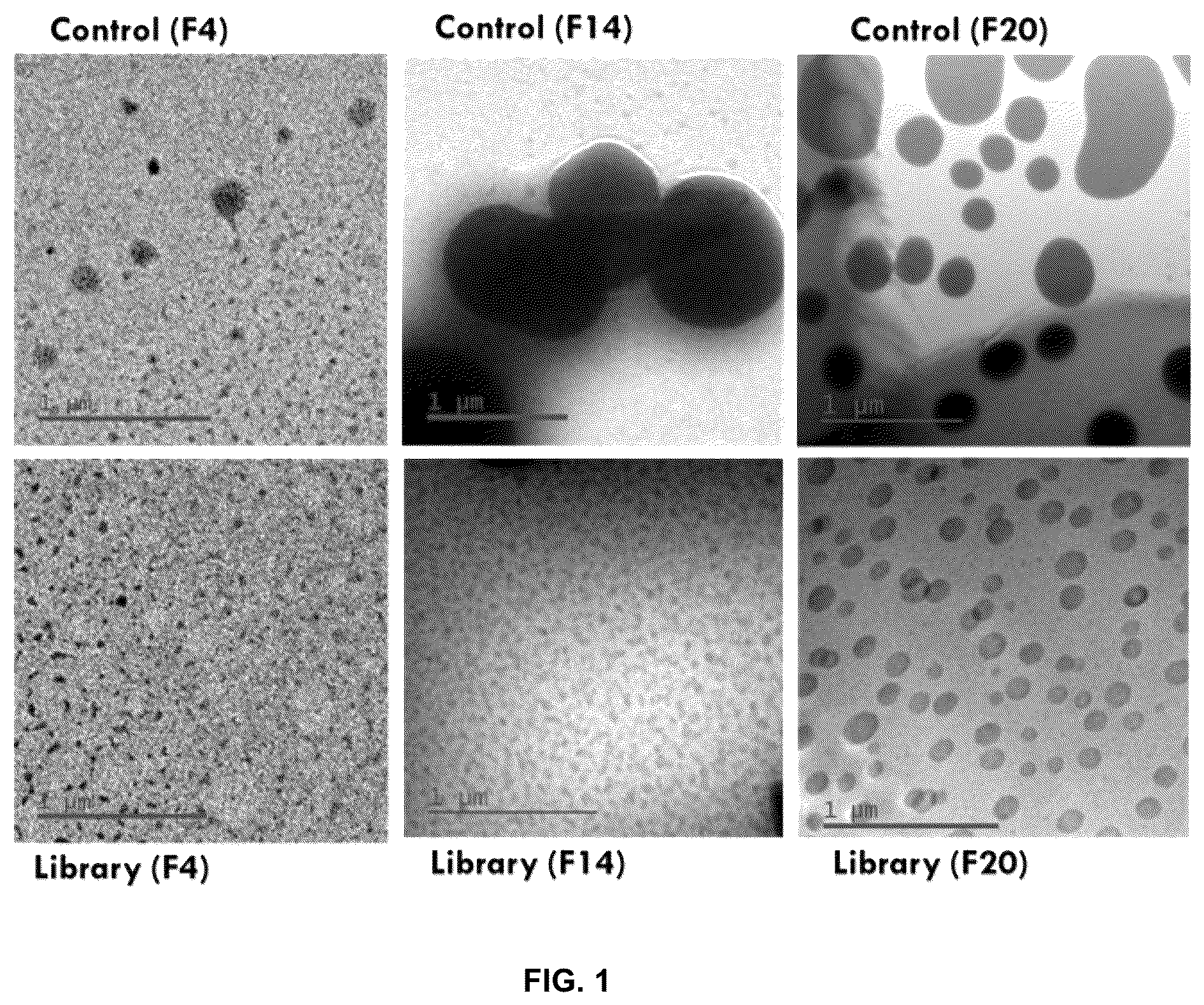 Patent US11814625 Figure 1 – Aptamers as a therapeutic tool to prevent protein aggregation in neurodegenerative disease