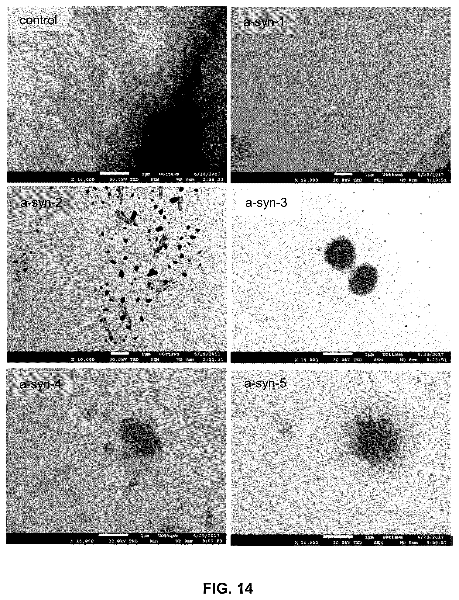 Patent US11814625 Figure 14 – Aptamers as a therapeutic tool to prevent protein aggregation in neurodegenerative disease