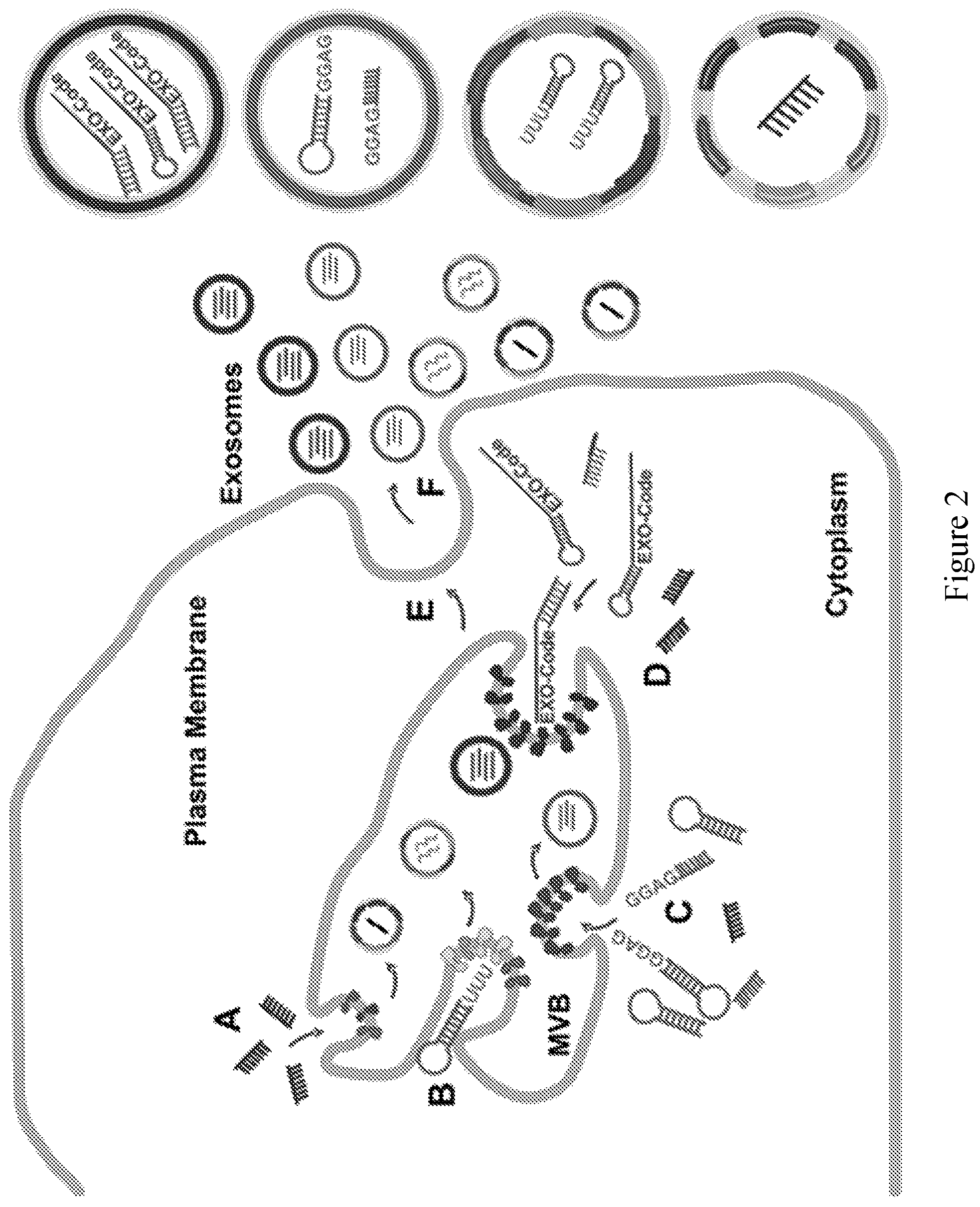 Patent US11814626 Figure 2 – Compositions and methods for loading extracellular vesicles with chemical and biological agents/molecules