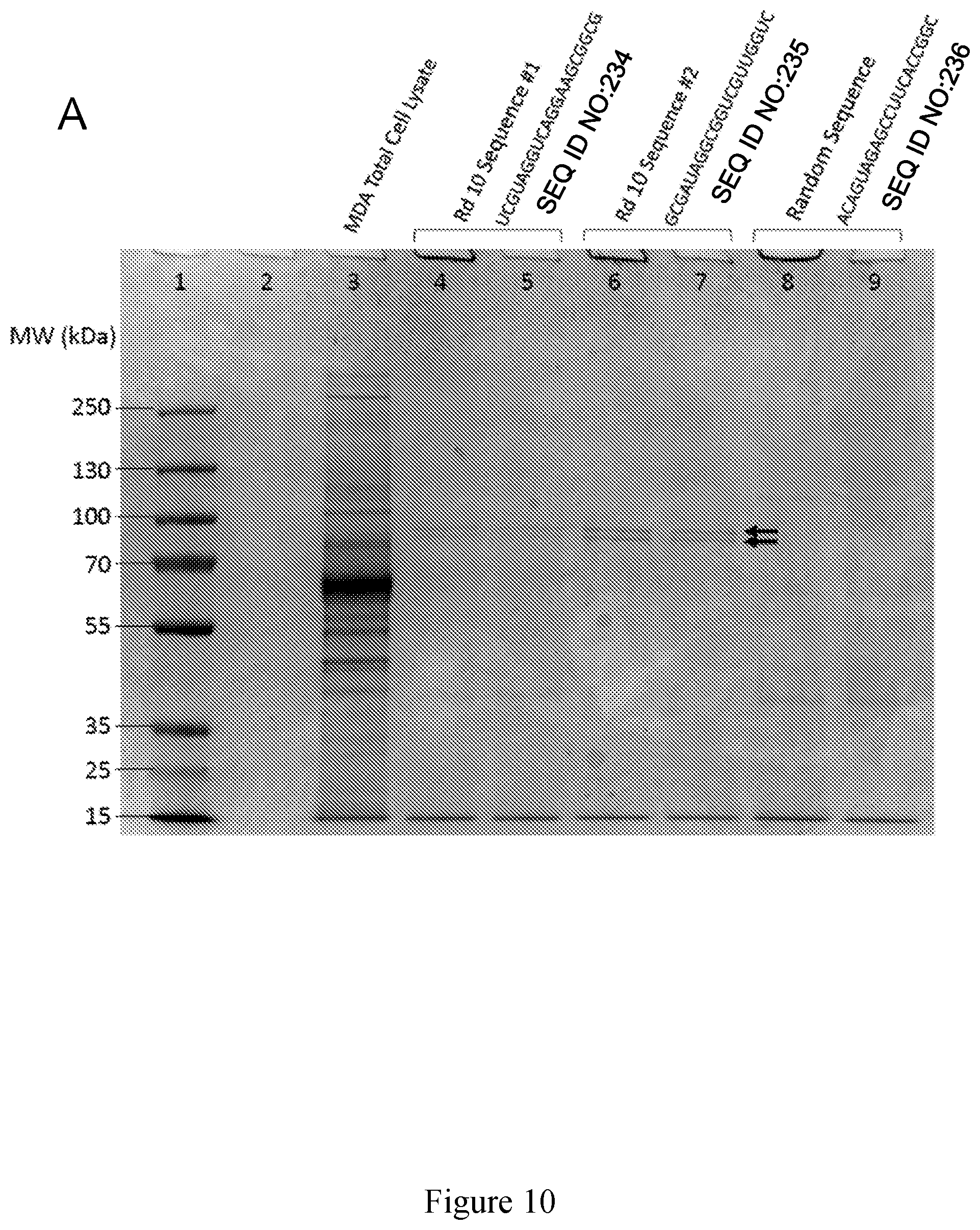 Patent US11814626 Figure 11 – Compositions and methods for loading extracellular vesicles with chemical and biological agents/molecules