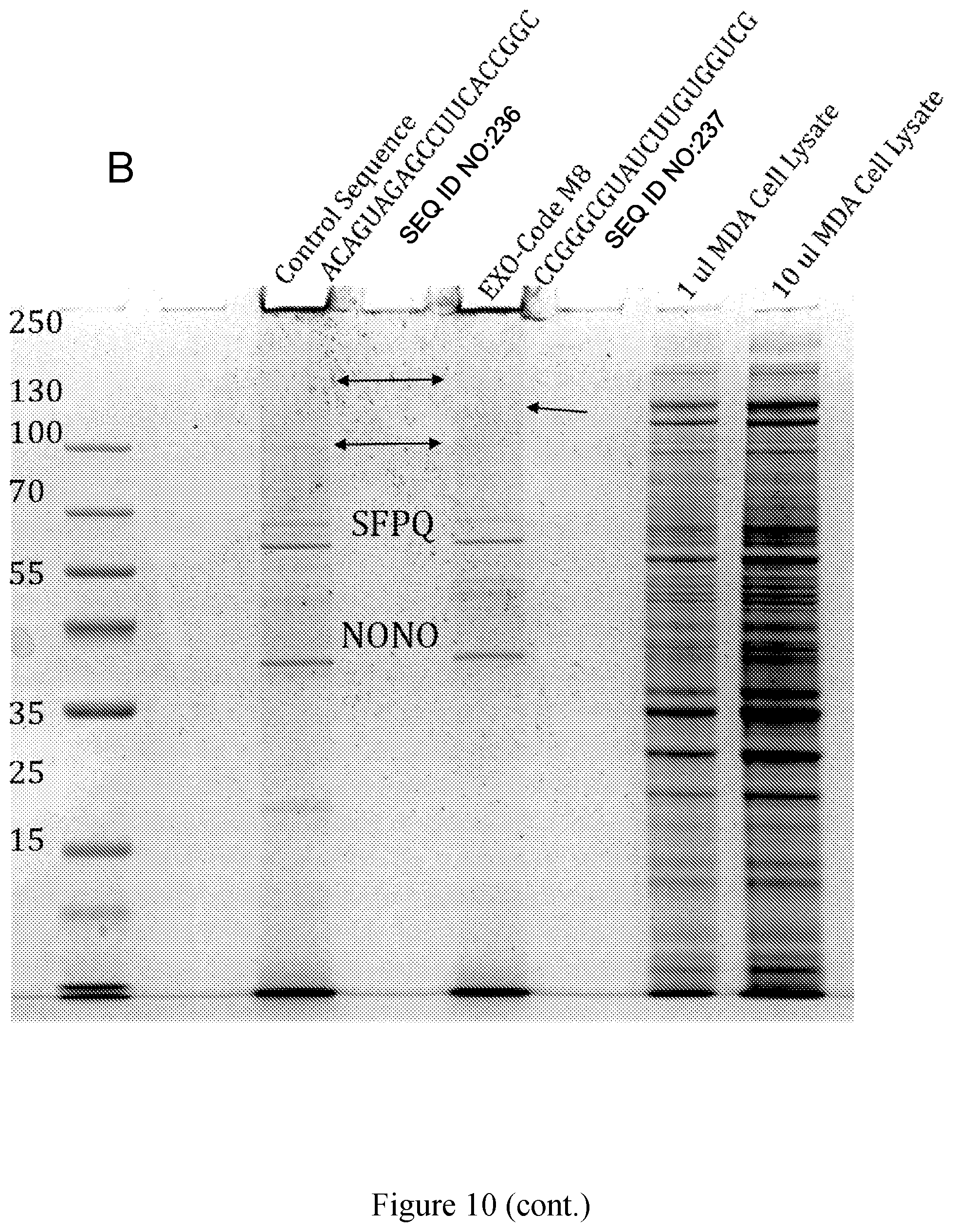 Patent US11814626 Figure 12 – Compositions and methods for loading extracellular vesicles with chemical and biological agents/molecules