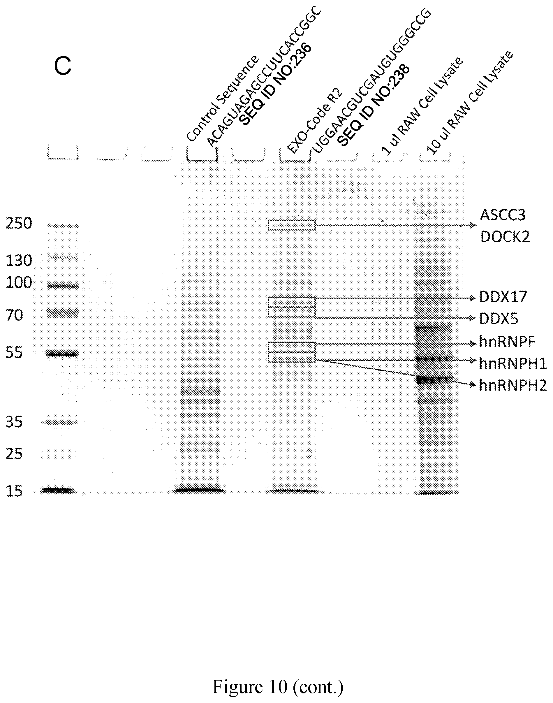 Patent US11814626 Figure 13 – Compositions and methods for loading extracellular vesicles with chemical and biological agents/molecules