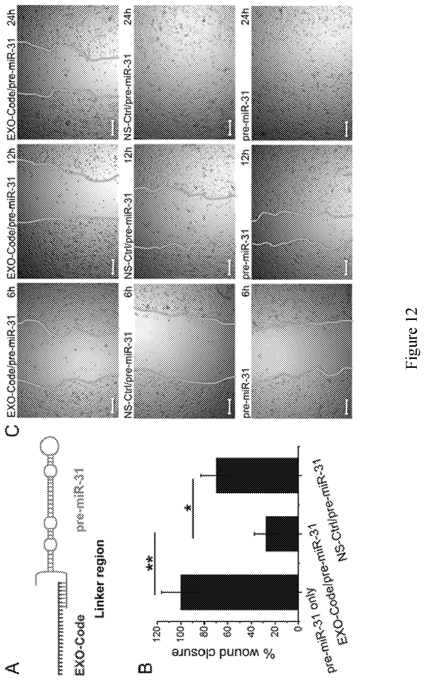 Patent US11814626 Figure 15 – Compositions and methods for loading extracellular vesicles with chemical and biological agents/molecules