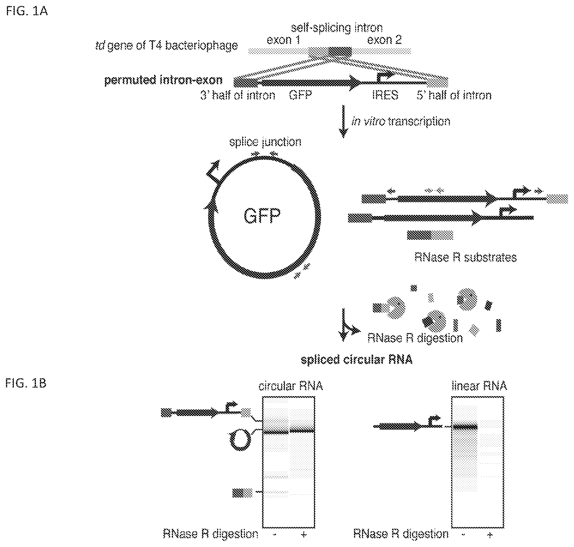 Patent US11814627 Figure 1 – Circular RNAs and their use in immunomodulation