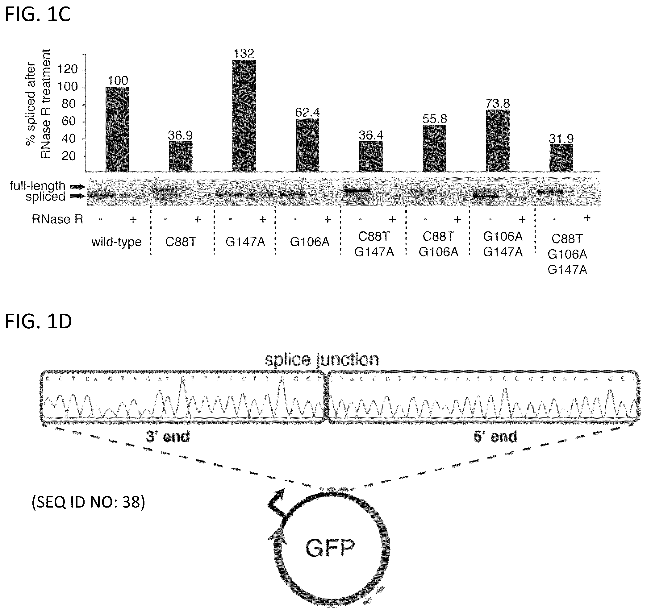 Patent US11814627 Figure 2 – Circular RNAs and their use in immunomodulation