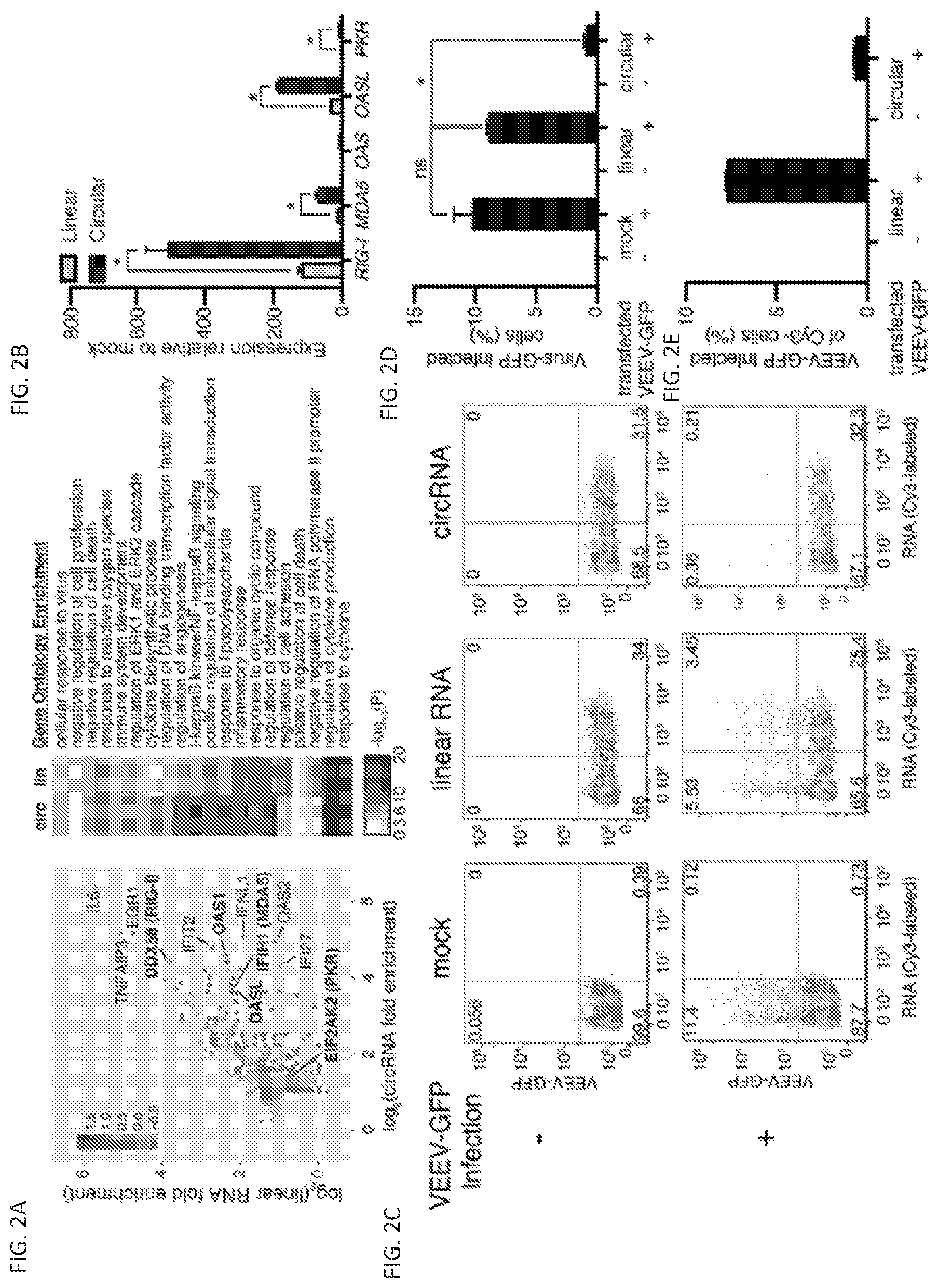 Patent US11814627 Figure 3 – Circular RNAs and their use in immunomodulation