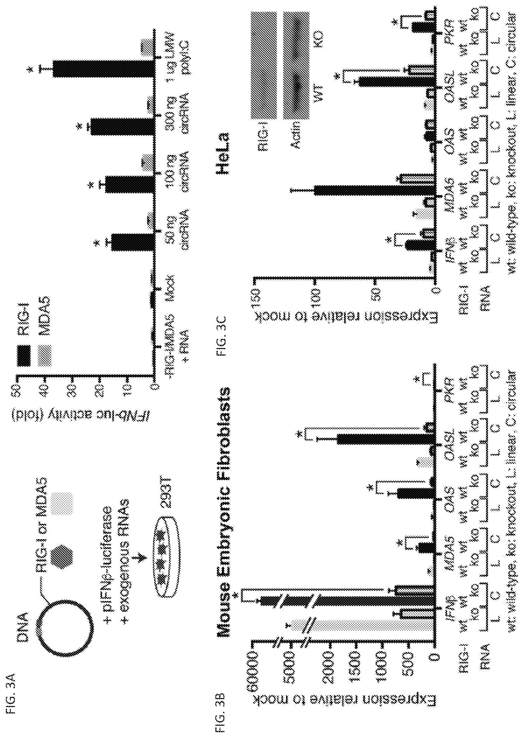 Patent US11814627 Figure 4 – Circular RNAs and their use in immunomodulation