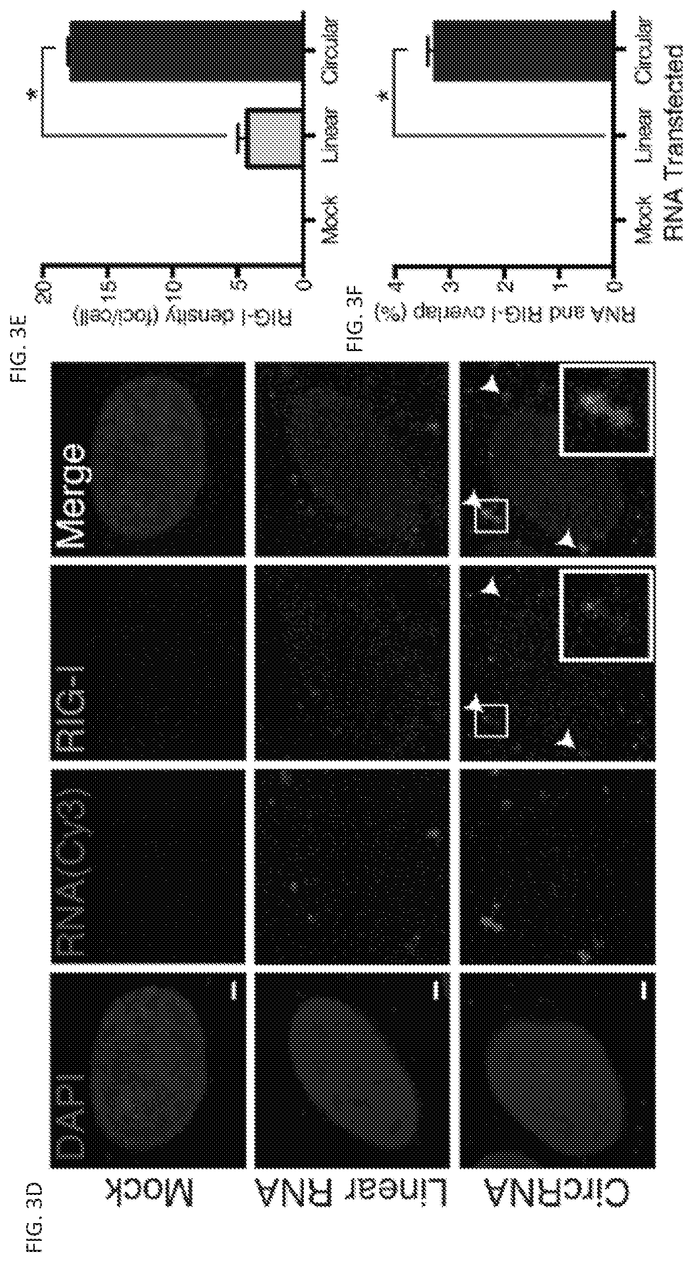 Patent US11814627 Figure 5 – Circular RNAs and their use in immunomodulation