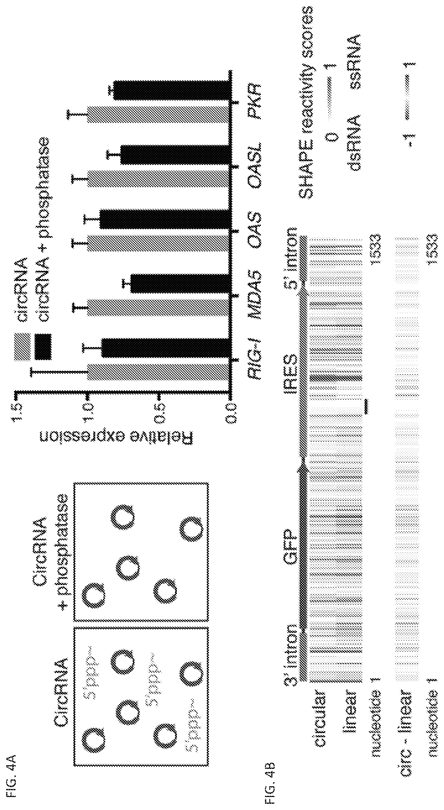 Patent US11814627 Figure 6 – Circular RNAs and their use in immunomodulation