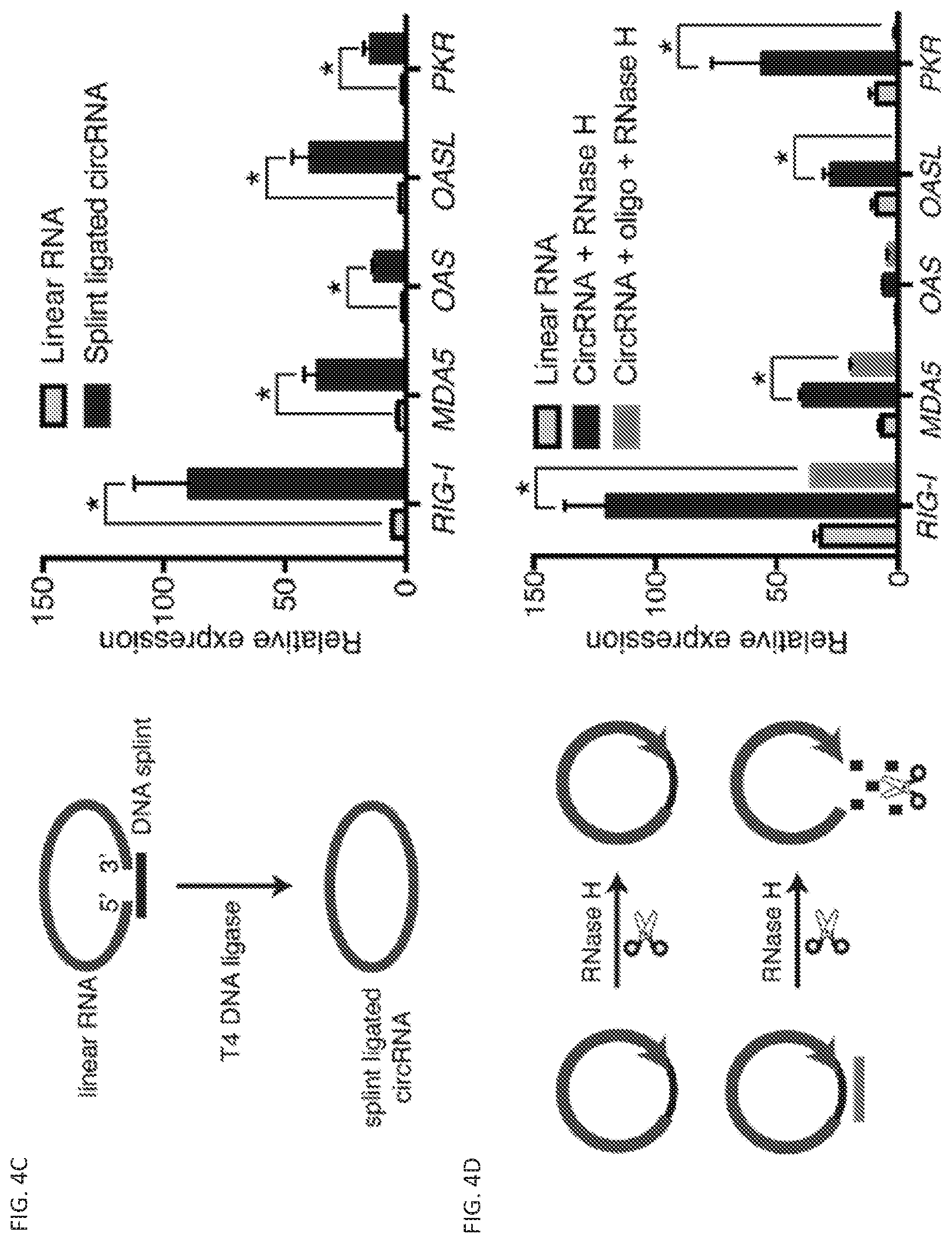 Patent US11814627 Figure 7 – Circular RNAs and their use in immunomodulation