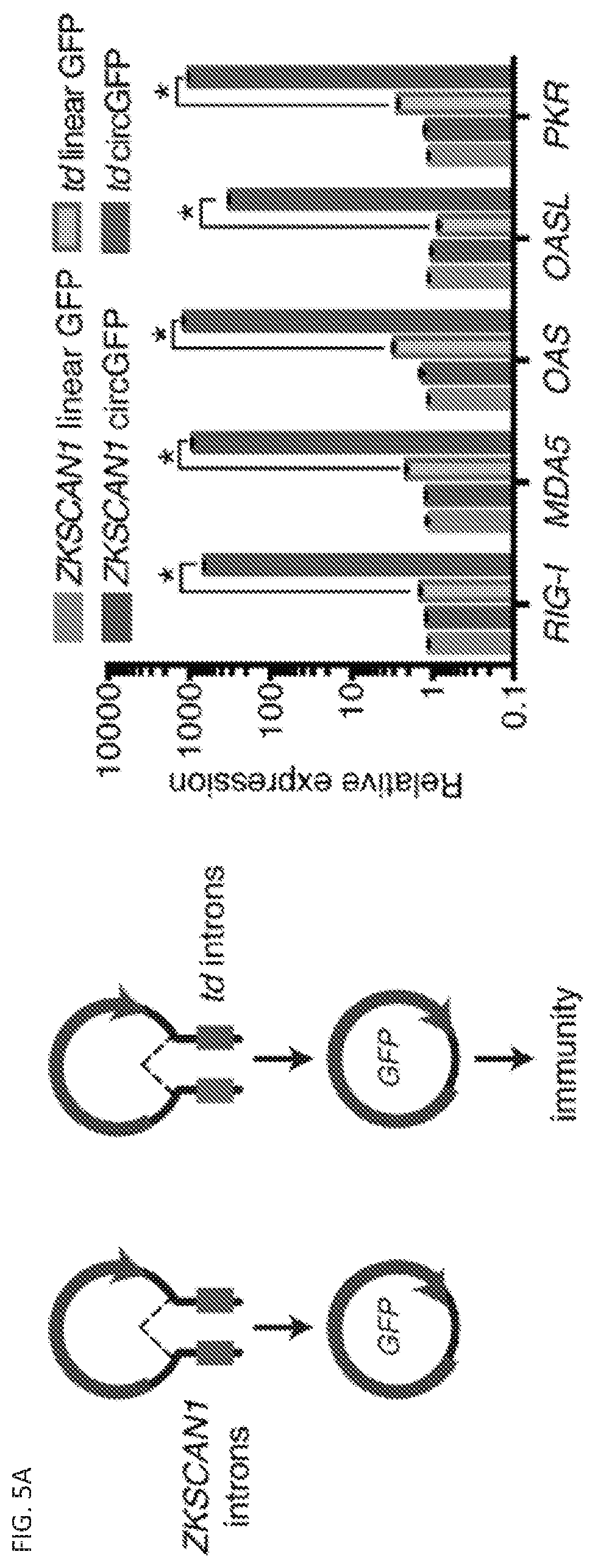 Patent US11814627 Figure 8 – Circular RNAs and their use in immunomodulation