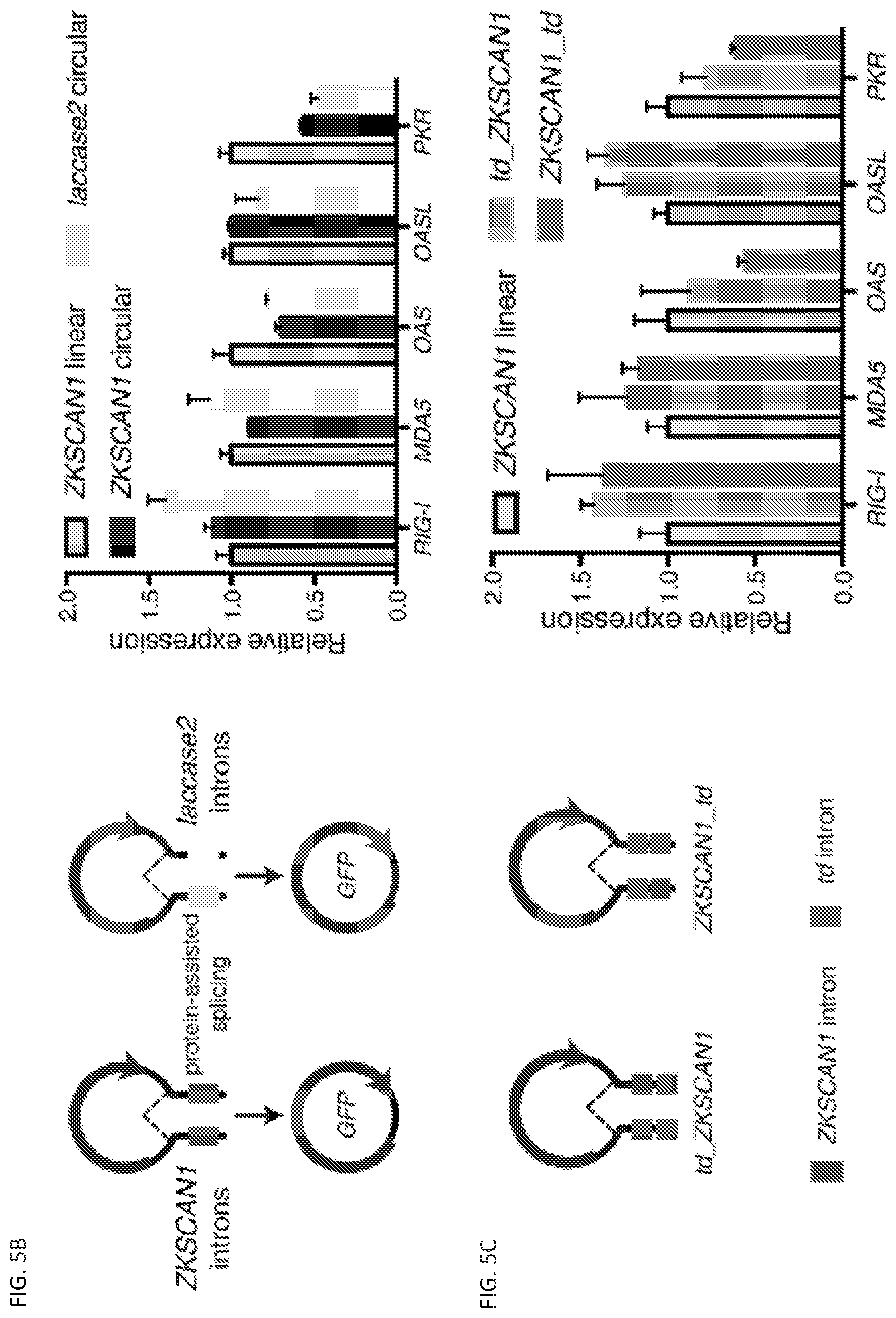 Patent US11814627 Figure 9 – Circular RNAs and their use in immunomodulation