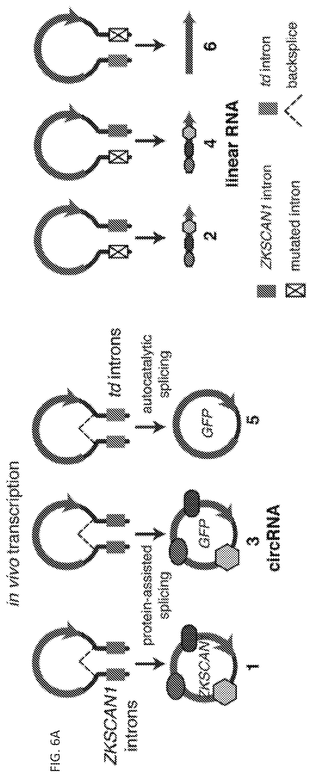 Patent US11814627 Figure 10 – Circular RNAs and their use in immunomodulation