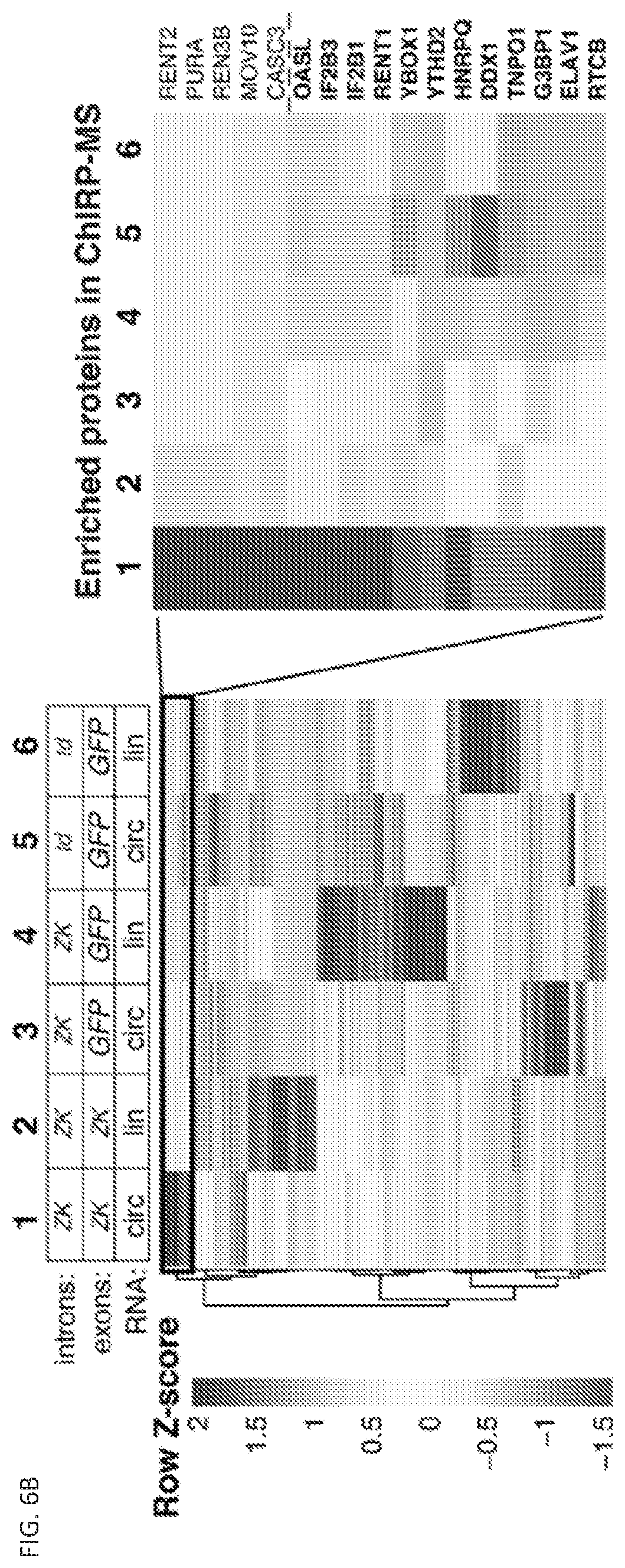 Patent US11814627 Figure 11 – Circular RNAs and their use in immunomodulation