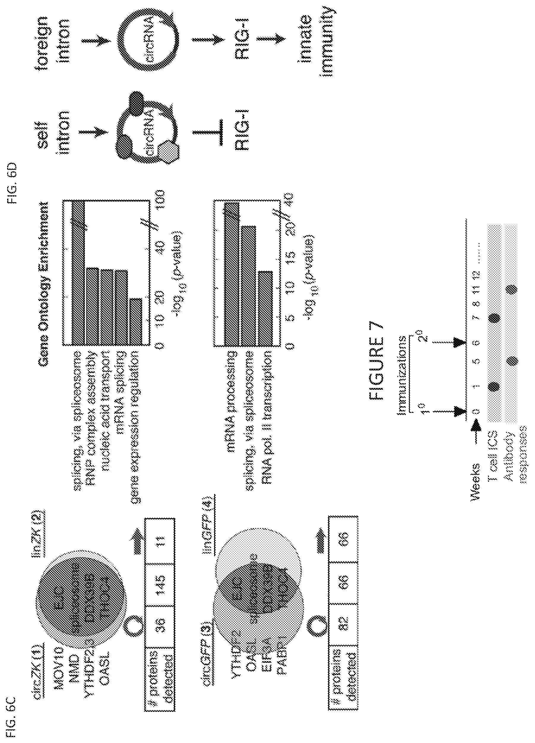 Patent US11814627 Figure 12 – Circular RNAs and their use in immunomodulation