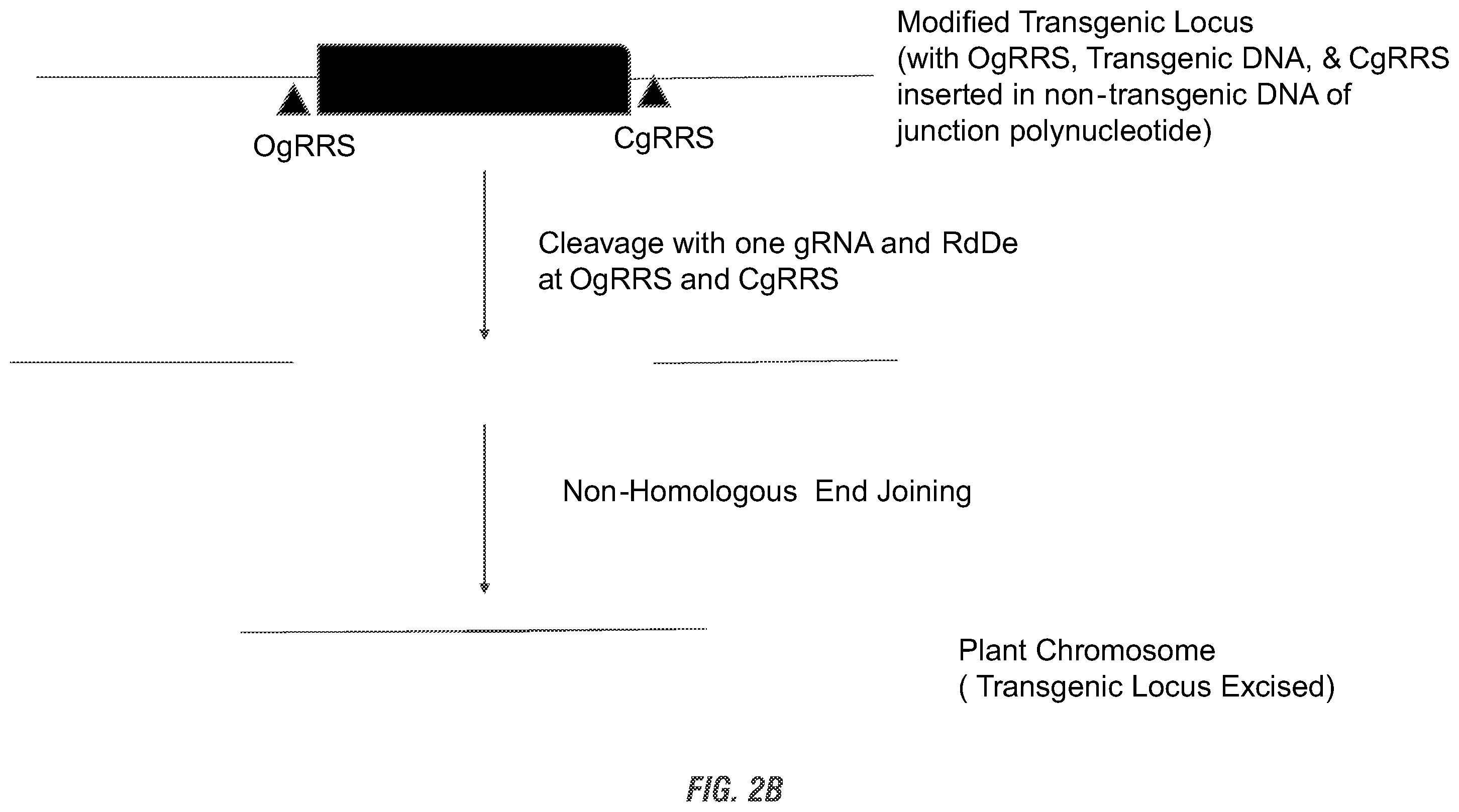 Patent US11814631 Figure 3 – Modified excisable MON89034 transgenic maize insect resistance locus