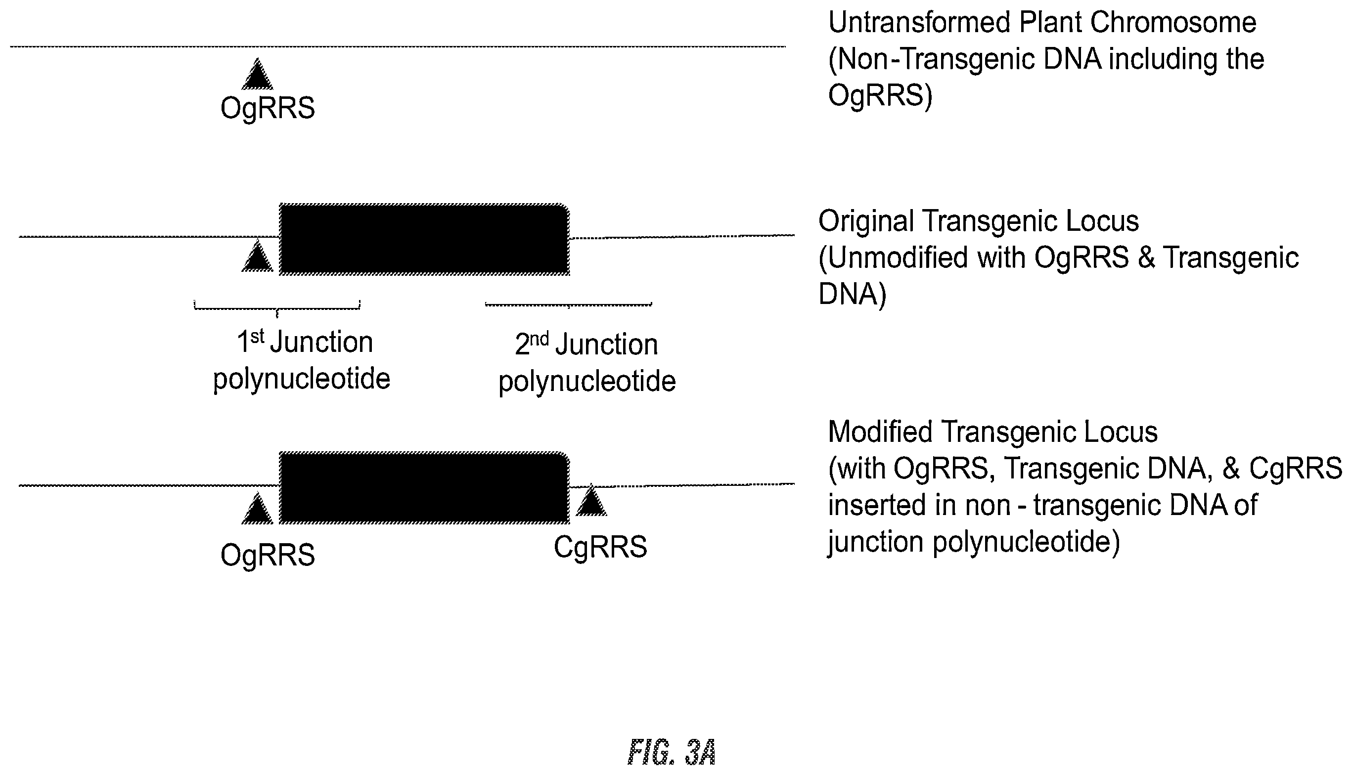 Patent US11814632 Figure 3 – Modified excisable MON87701 soybean transgenic insect resistance locus