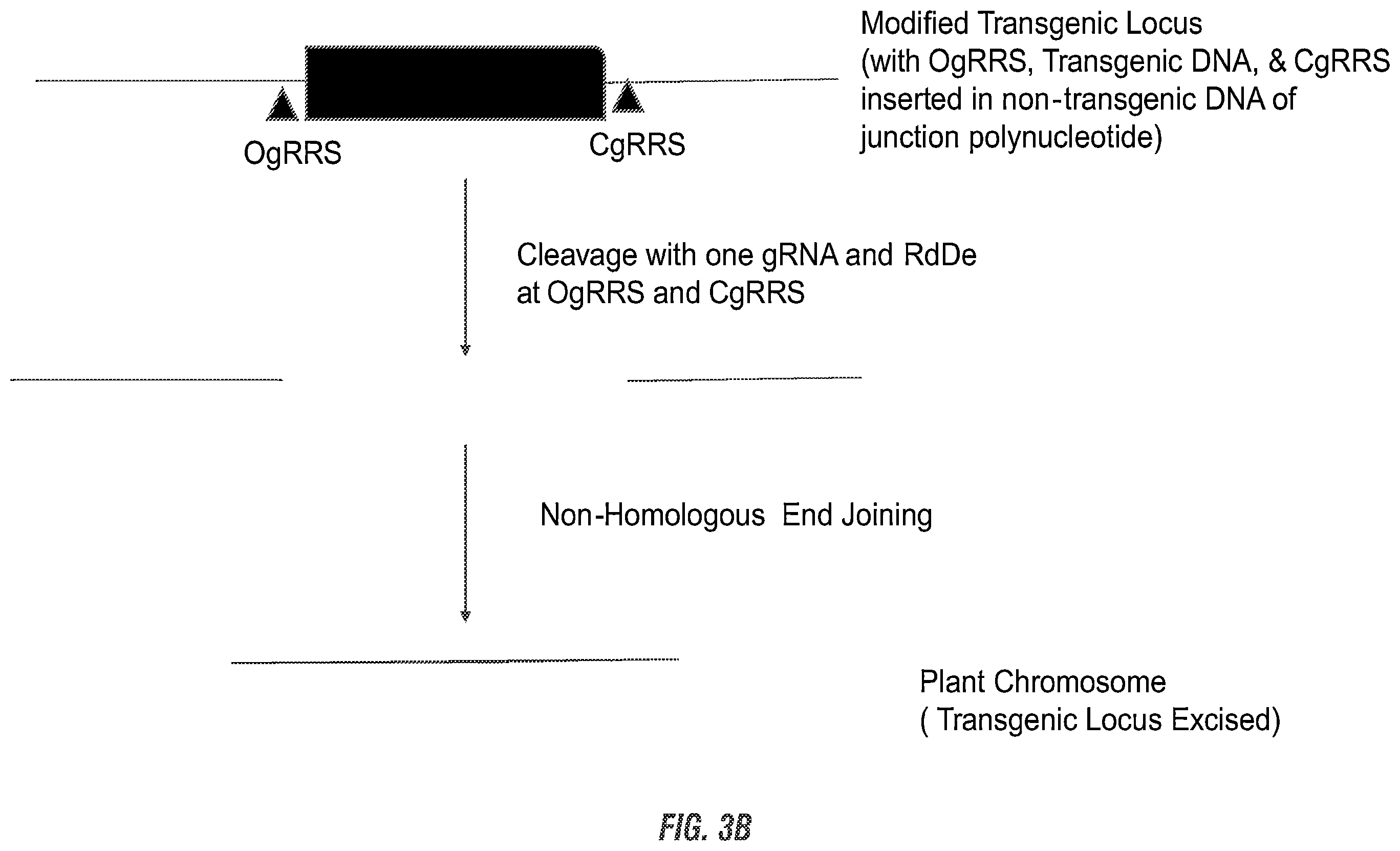 Patent US11814632 Figure 4 – Modified excisable MON87701 soybean transgenic insect resistance locus