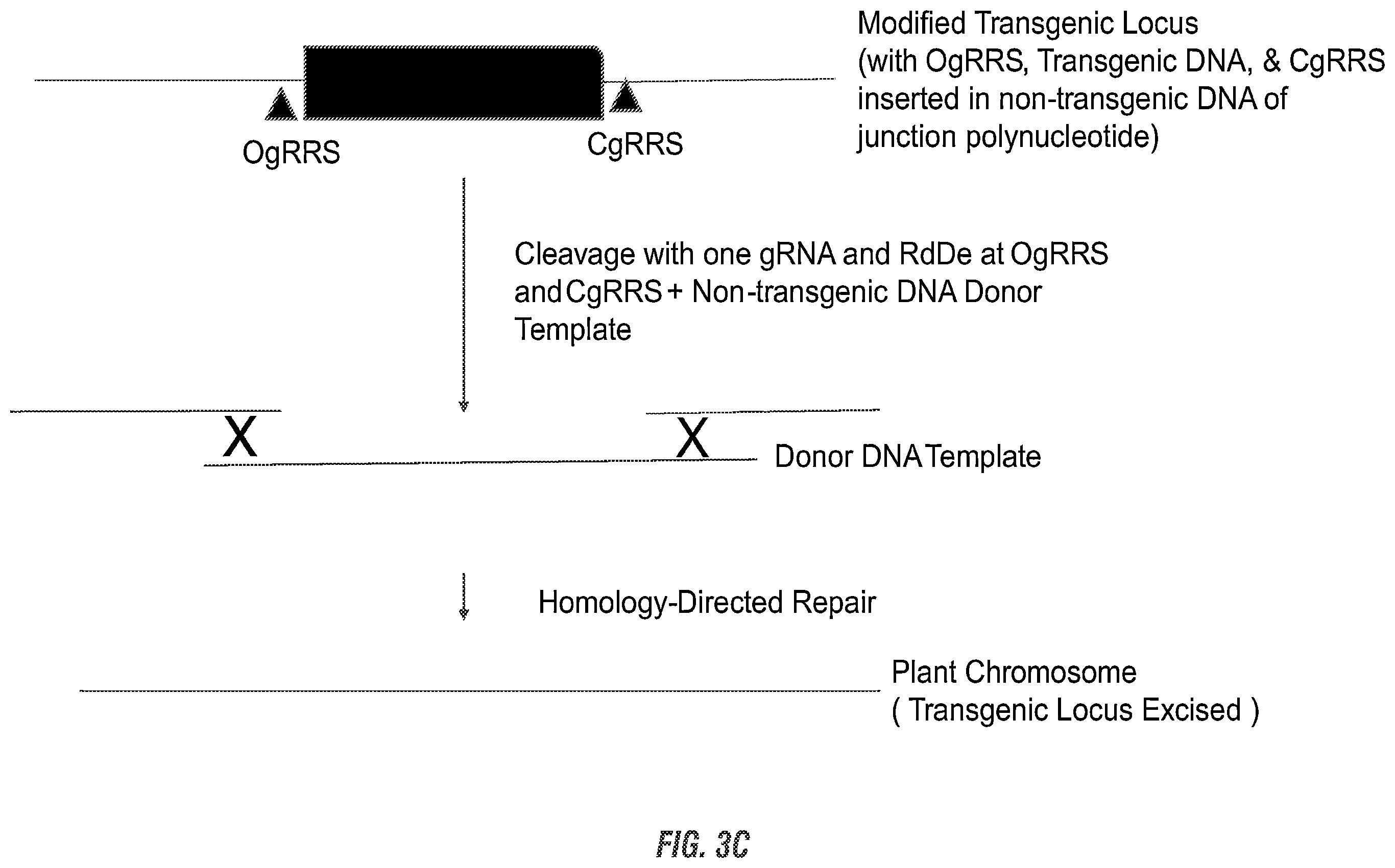 Patent US11814632 Figure 5 – Modified excisable MON87701 soybean transgenic insect resistance locus