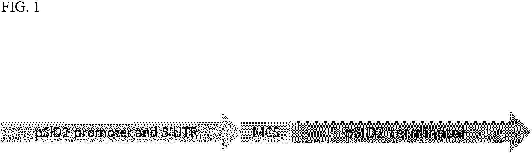 Patent US11814633 — Plant terminator for transgene expression — Figure 1