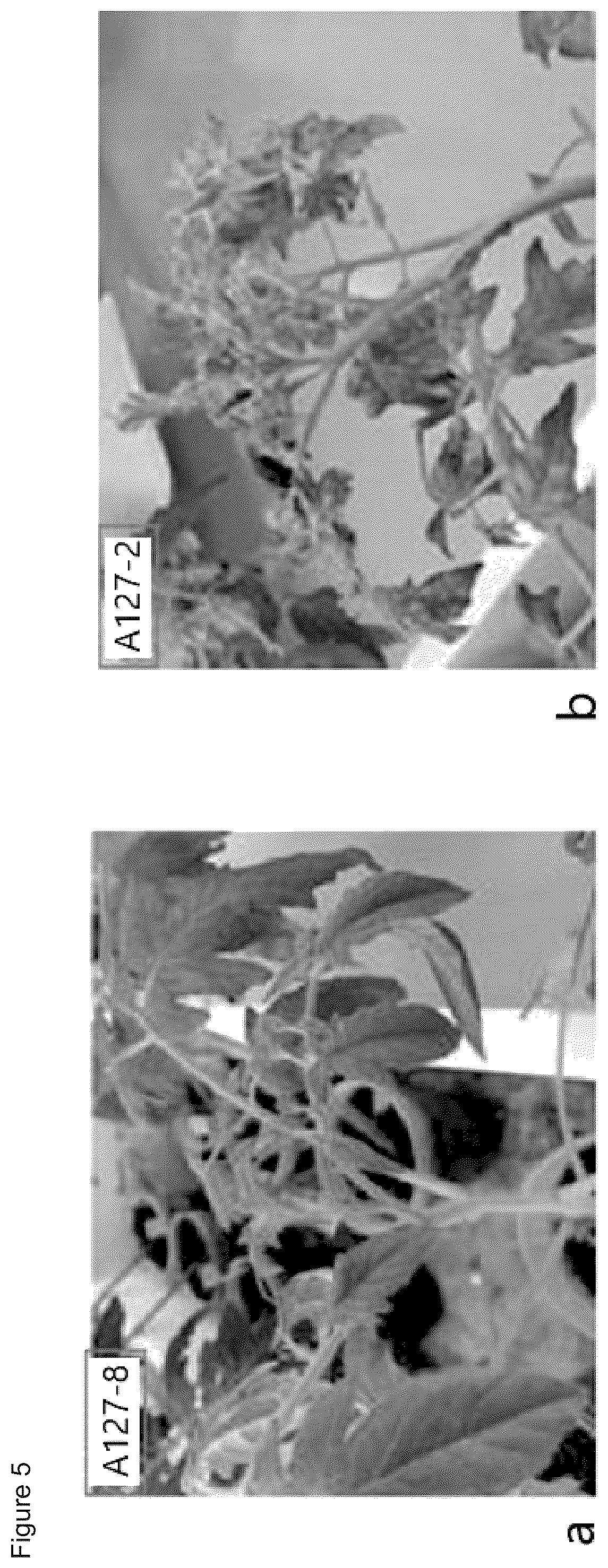 Patent US11814639 Figure 5 – Virus-resistant plant and method for producing the same