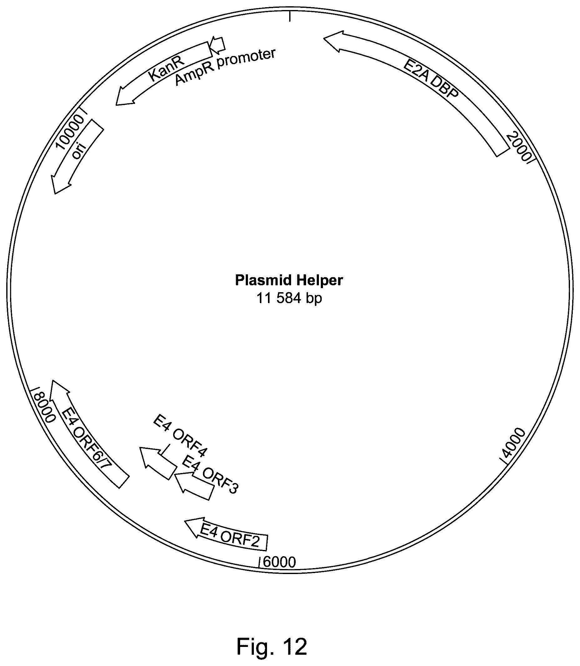Patent US11814642 Figure 13 – Manufacturing and use of recombinant AAV vectors