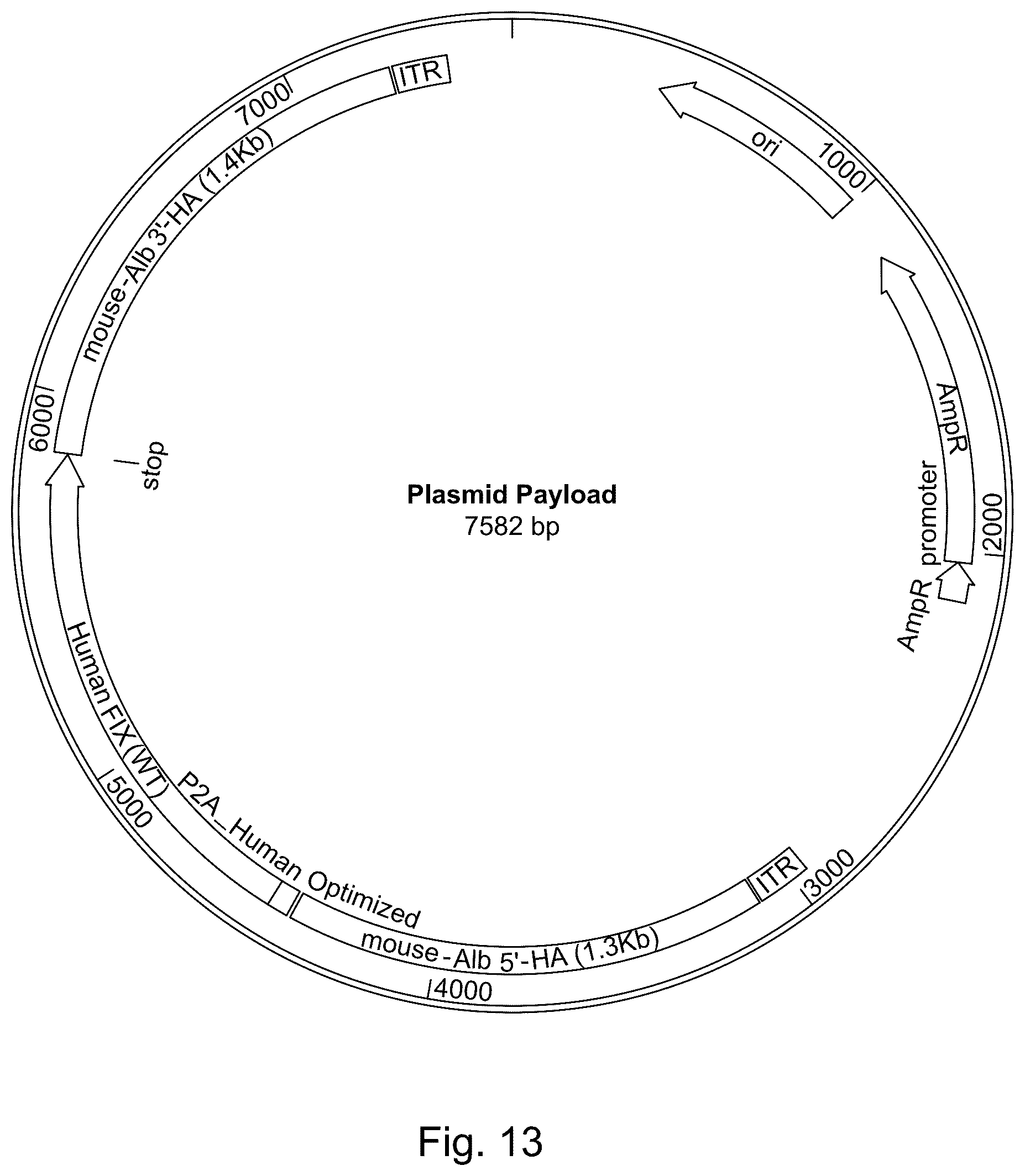 Patent US11814642 Figure 14 – Manufacturing and use of recombinant AAV vectors