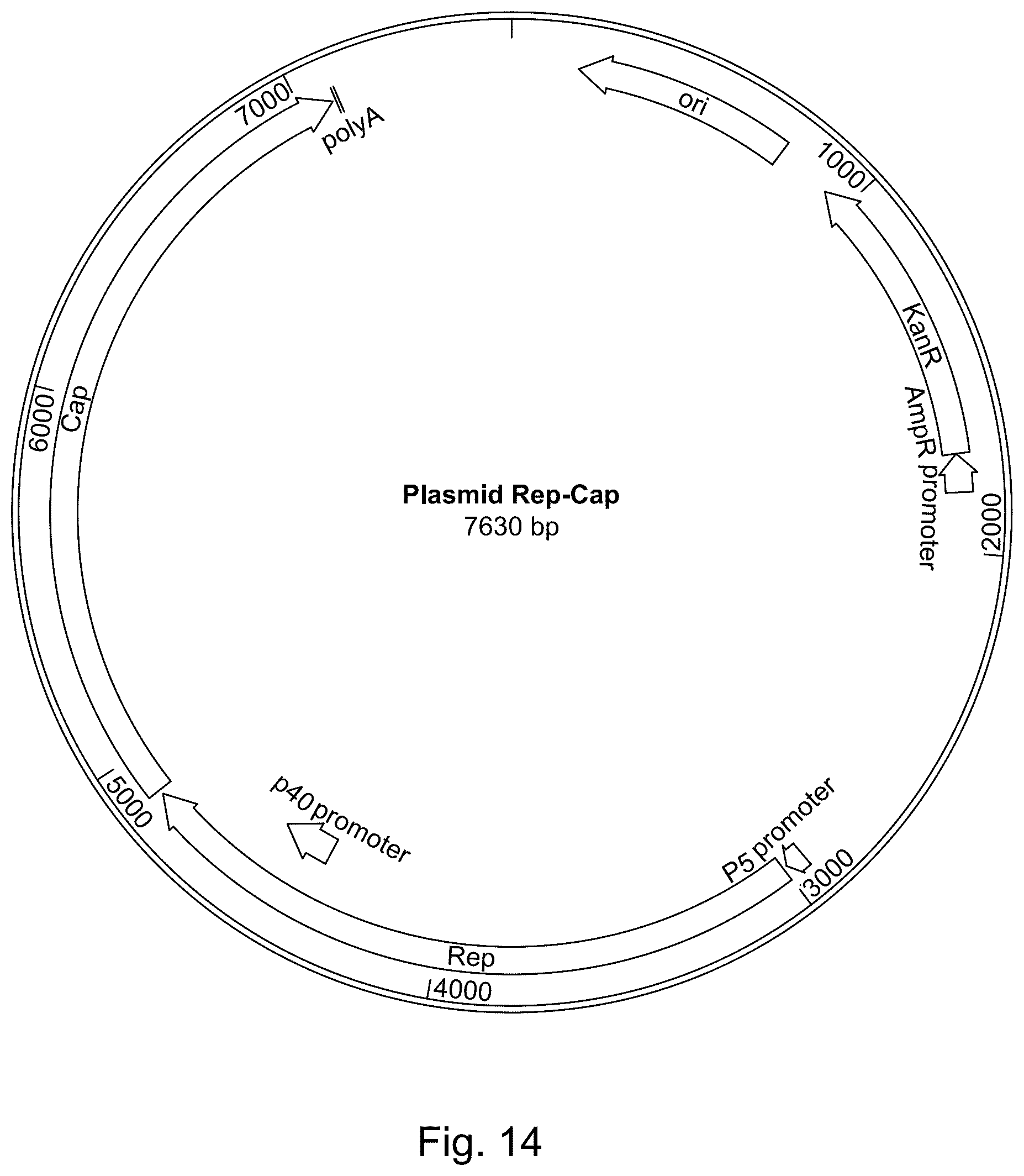 Patent US11814642 Figure 15 – Manufacturing and use of recombinant AAV vectors
