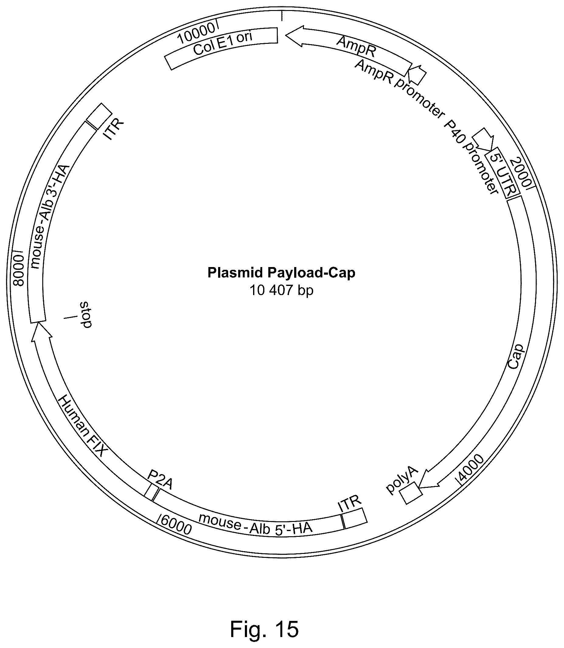 Patent US11814642 Figure 16 – Manufacturing and use of recombinant AAV vectors