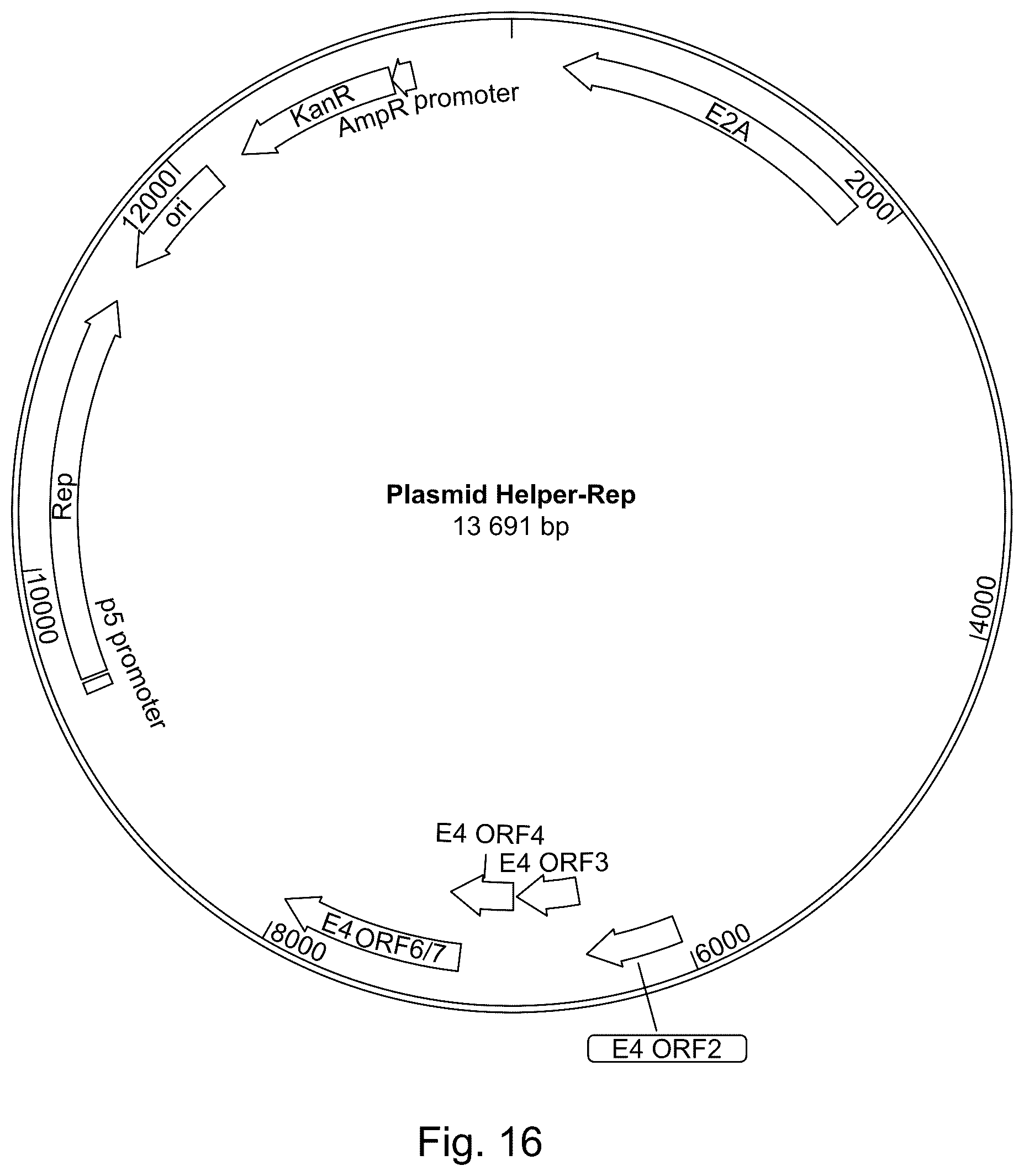 Patent US11814642 Figure 17 – Manufacturing and use of recombinant AAV vectors