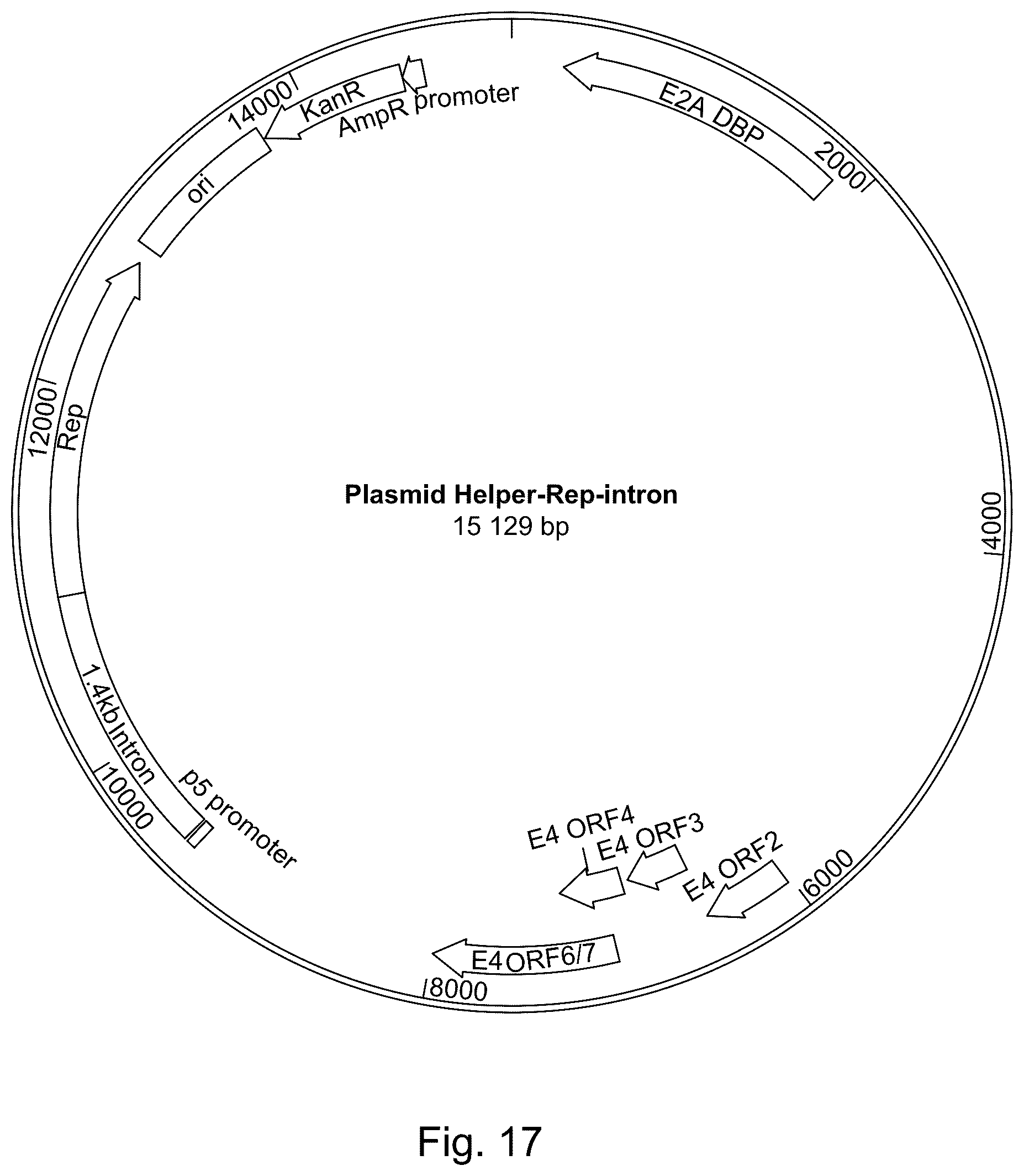 Patent US11814642 Figure 18 – Manufacturing and use of recombinant AAV vectors