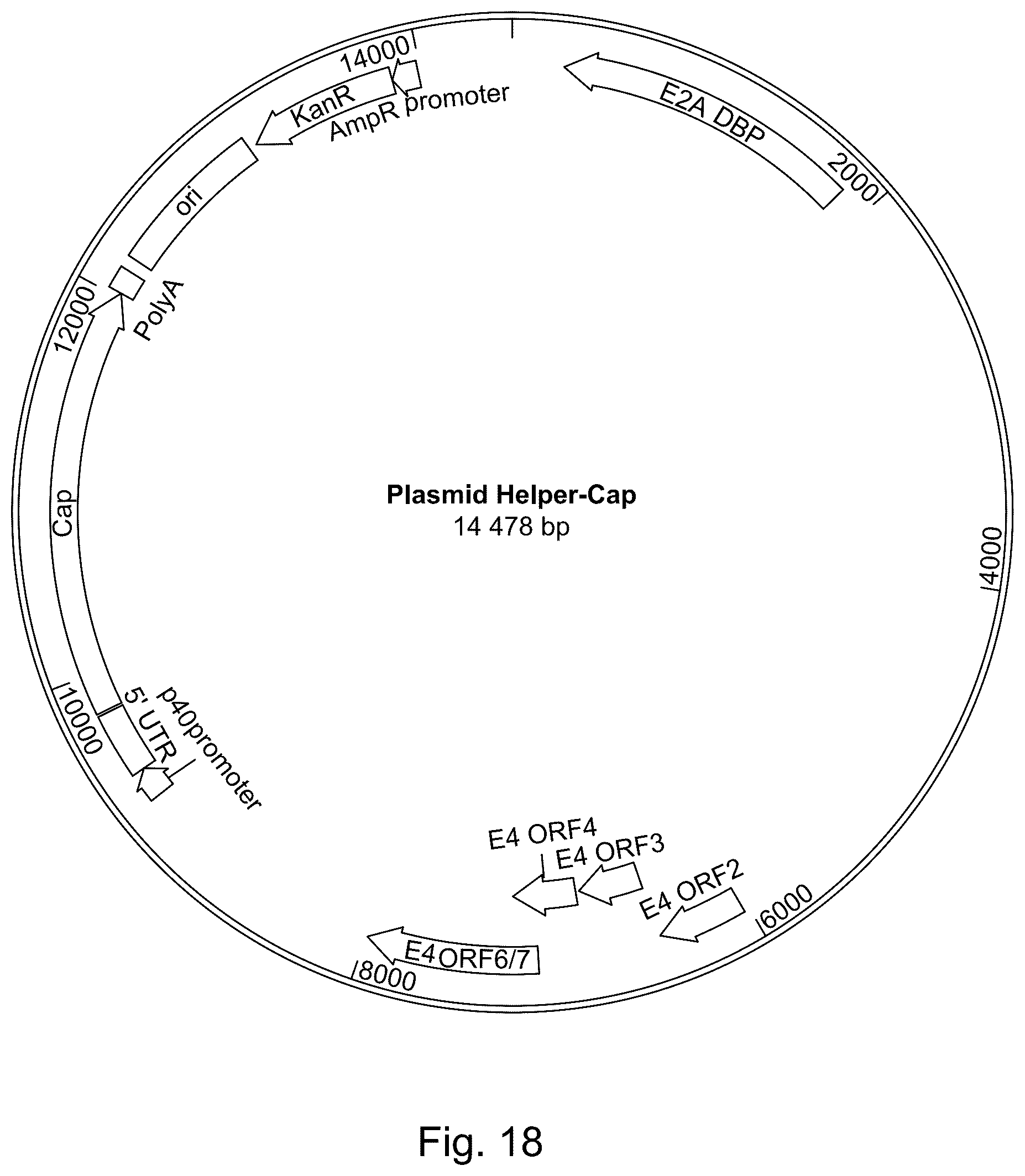 Patent US11814642 Figure 19 – Manufacturing and use of recombinant AAV vectors