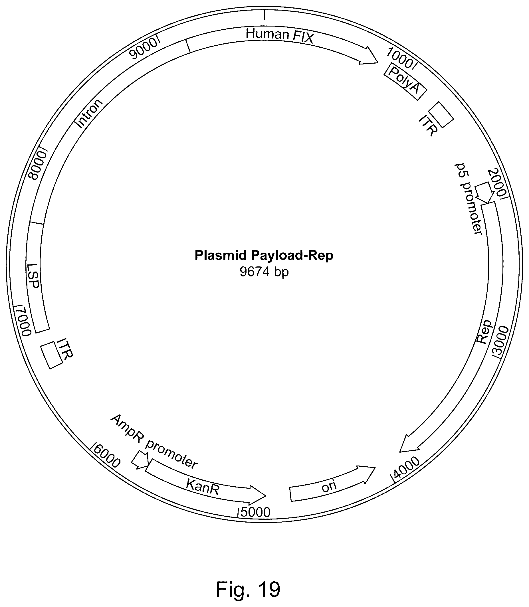 Patent US11814642 Figure 20 – Manufacturing and use of recombinant AAV vectors