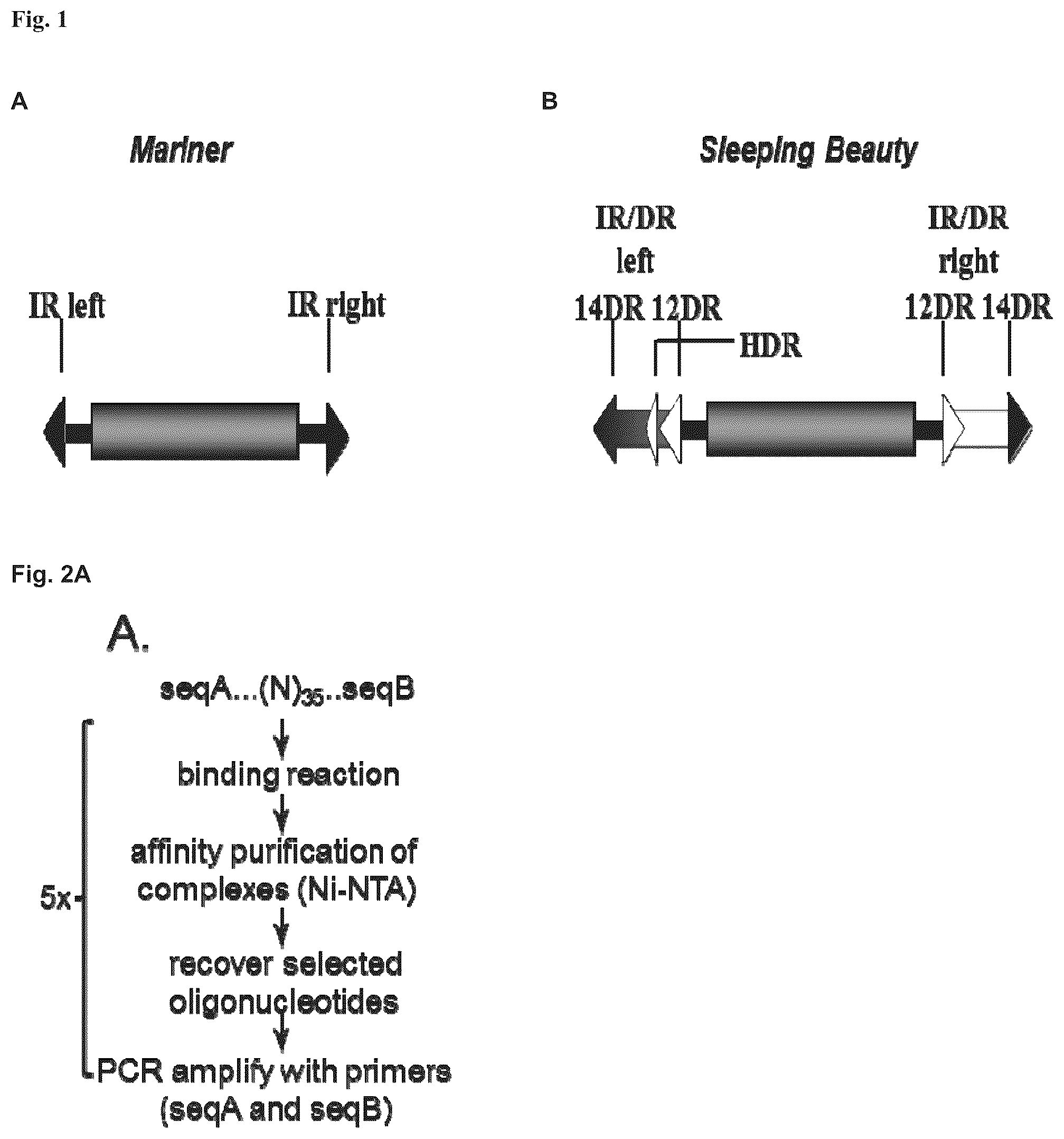 Patent US11814643 Figure 1 – Enhanced sleeping beauty transposons, kits and methods of transposition