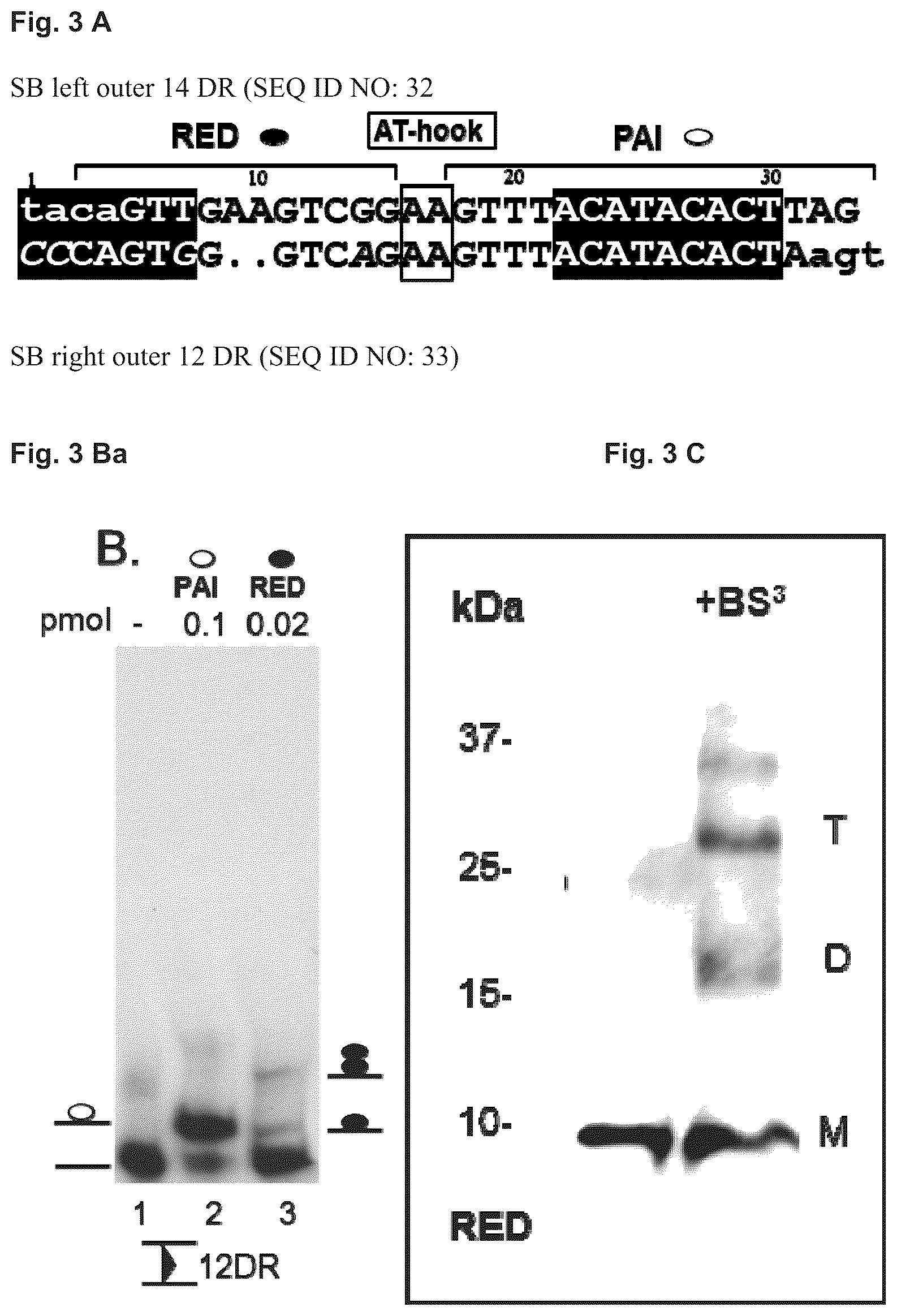 Patent US11814643 Figure 4 – Enhanced sleeping beauty transposons, kits and methods of transposition