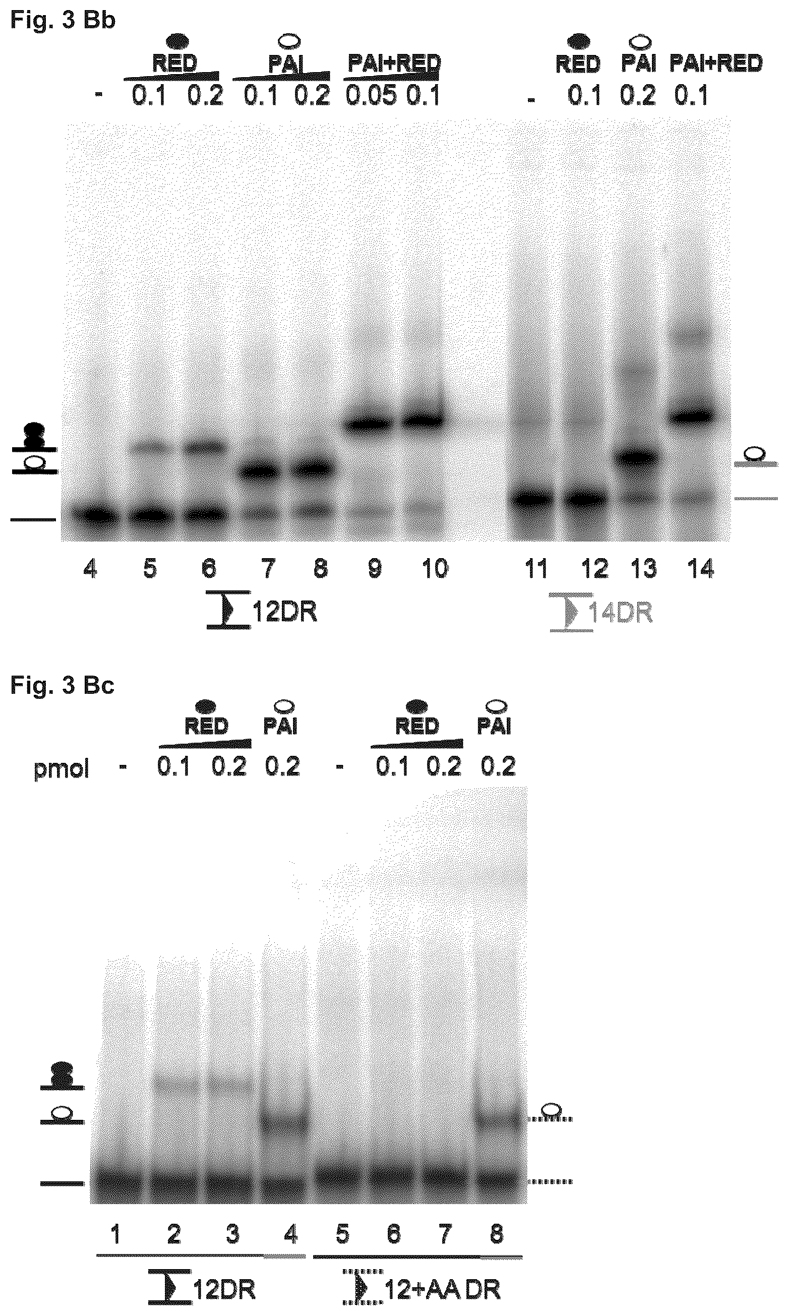 Patent US11814643 Figure 5 – Enhanced sleeping beauty transposons, kits and methods of transposition