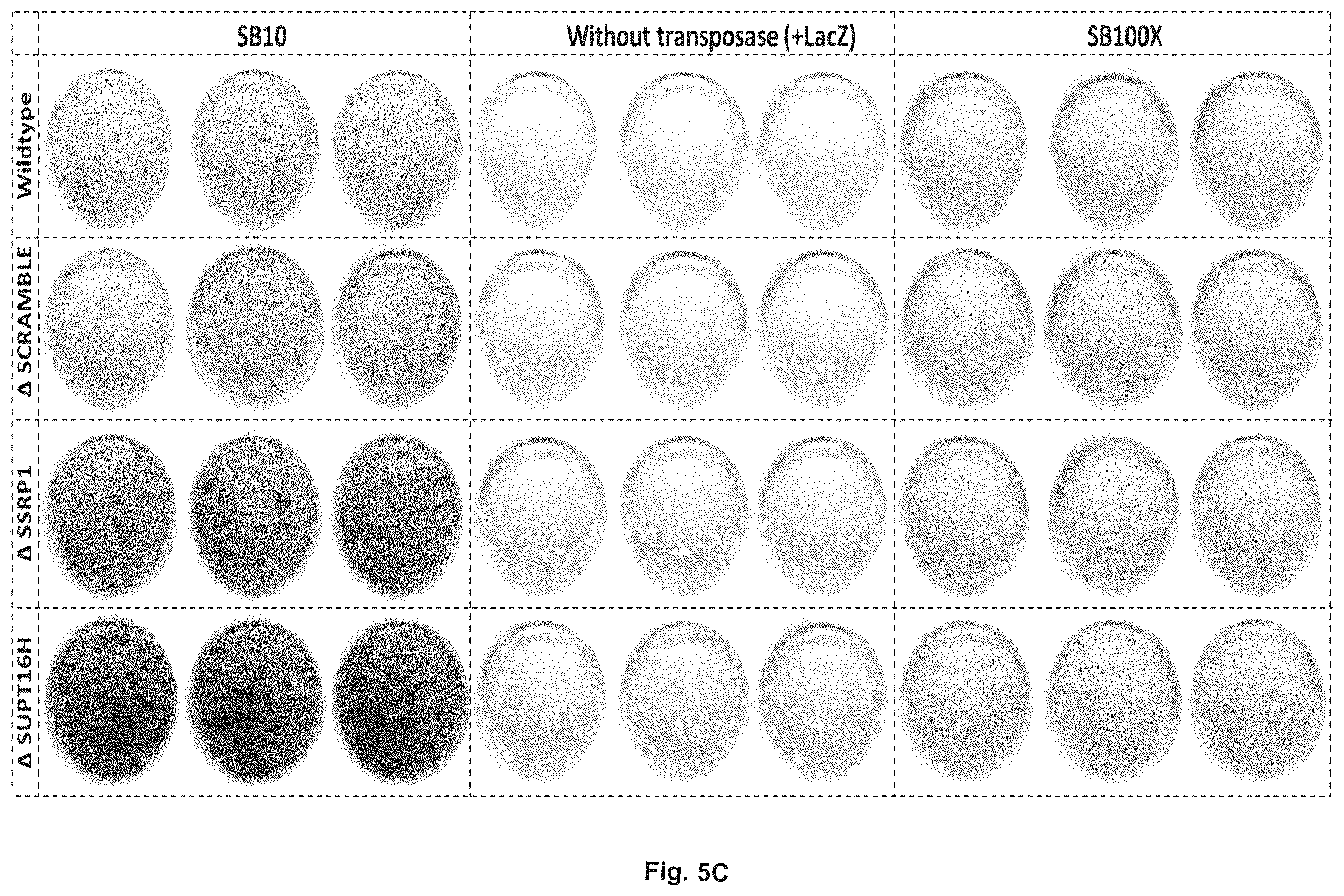 Patent US11814643 Figure 9 – Enhanced sleeping beauty transposons, kits and methods of transposition