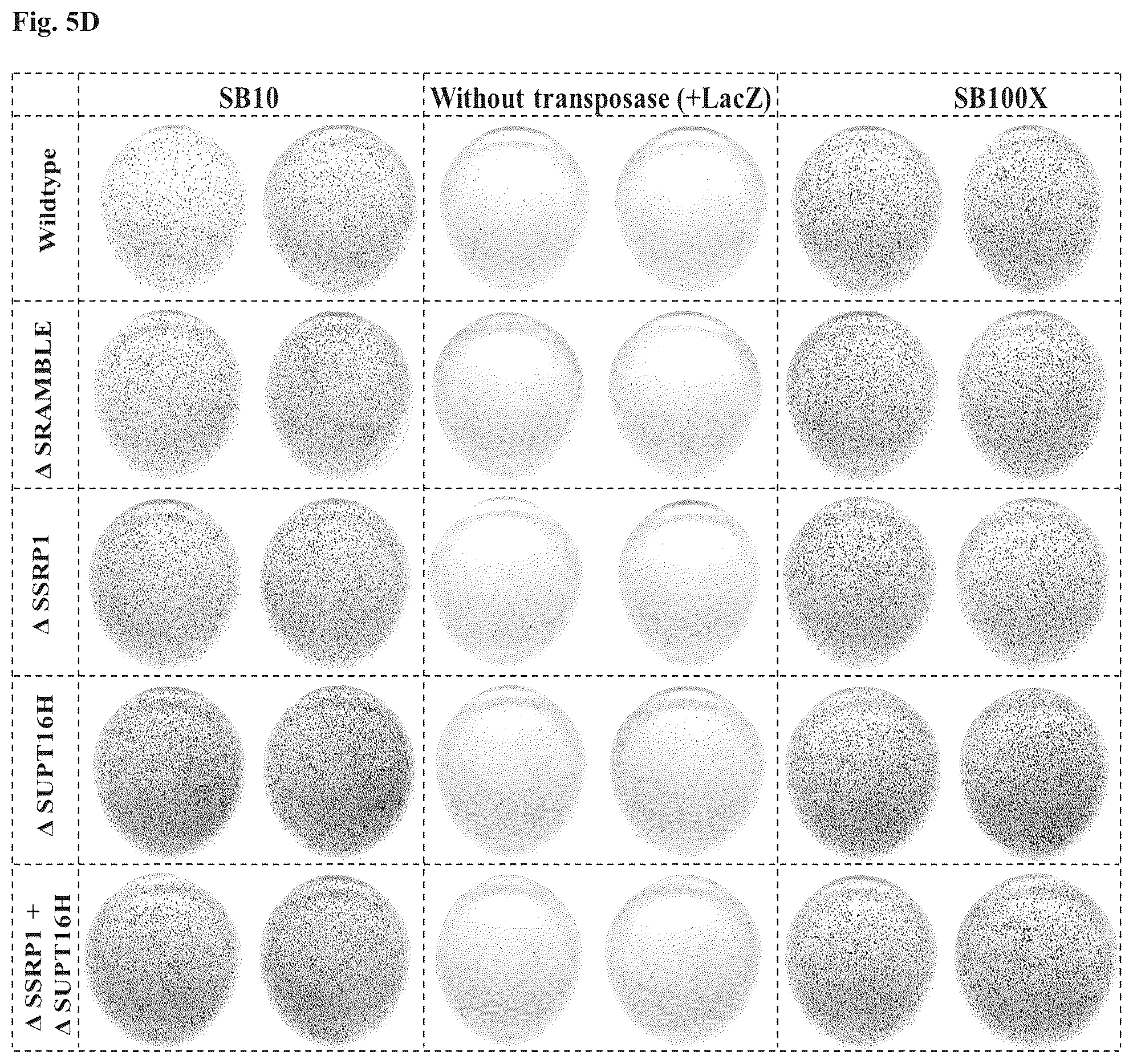 Patent US11814643 Figure 10 – Enhanced sleeping beauty transposons, kits and methods of transposition