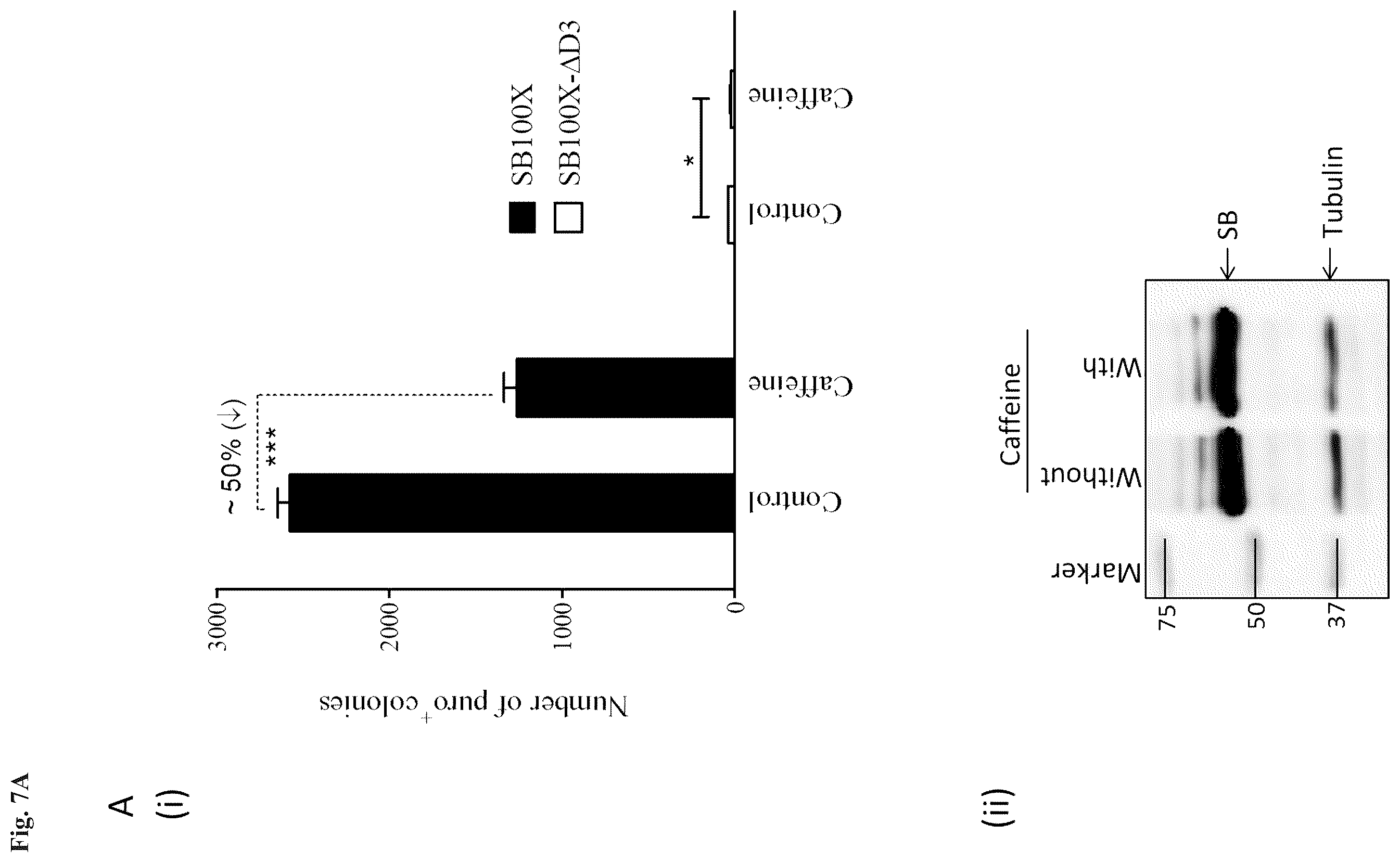 Patent US11814643 Figure 12 – Enhanced sleeping beauty transposons, kits and methods of transposition