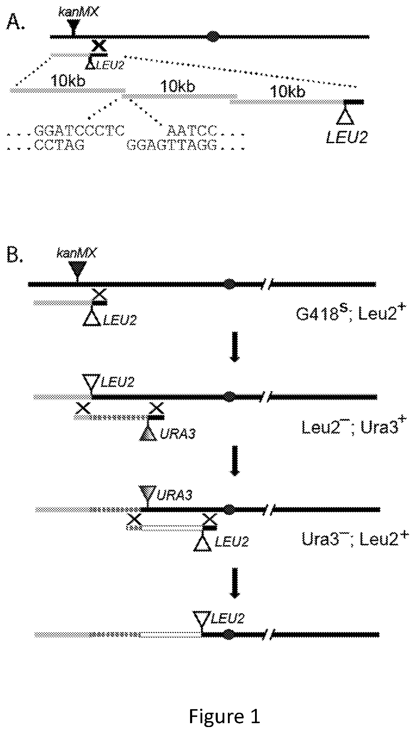 Patent US11814644 Figure 1 – Extrachromosomal switching auxotrophies progressively by integration (eSwAP-In) for assembly of DNA sequences in yeast