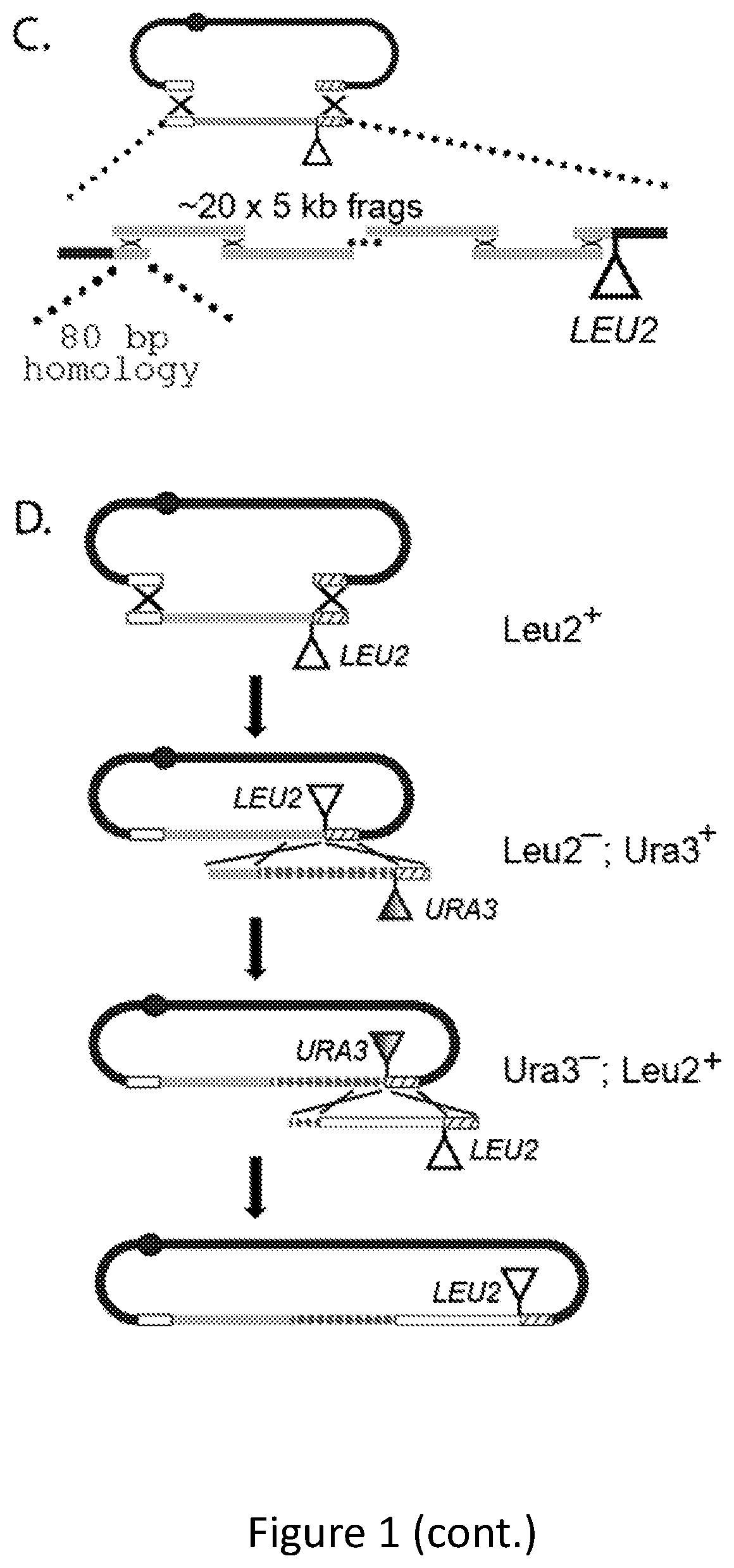 Patent US11814644 Figure 2 – Extrachromosomal switching auxotrophies progressively by integration (eSwAP-In) for assembly of DNA sequences in yeast