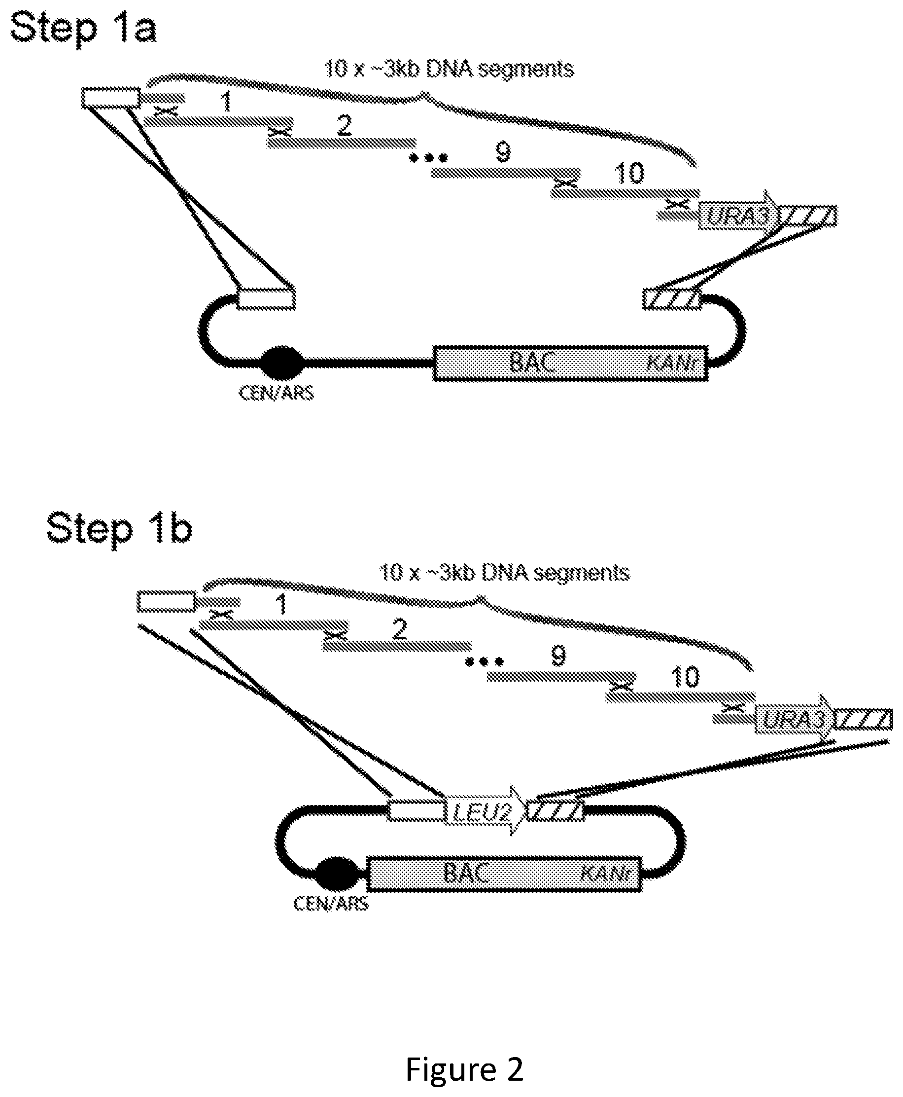 Patent US11814644 Figure 3 – Extrachromosomal switching auxotrophies progressively by integration (eSwAP-In) for assembly of DNA sequences in yeast