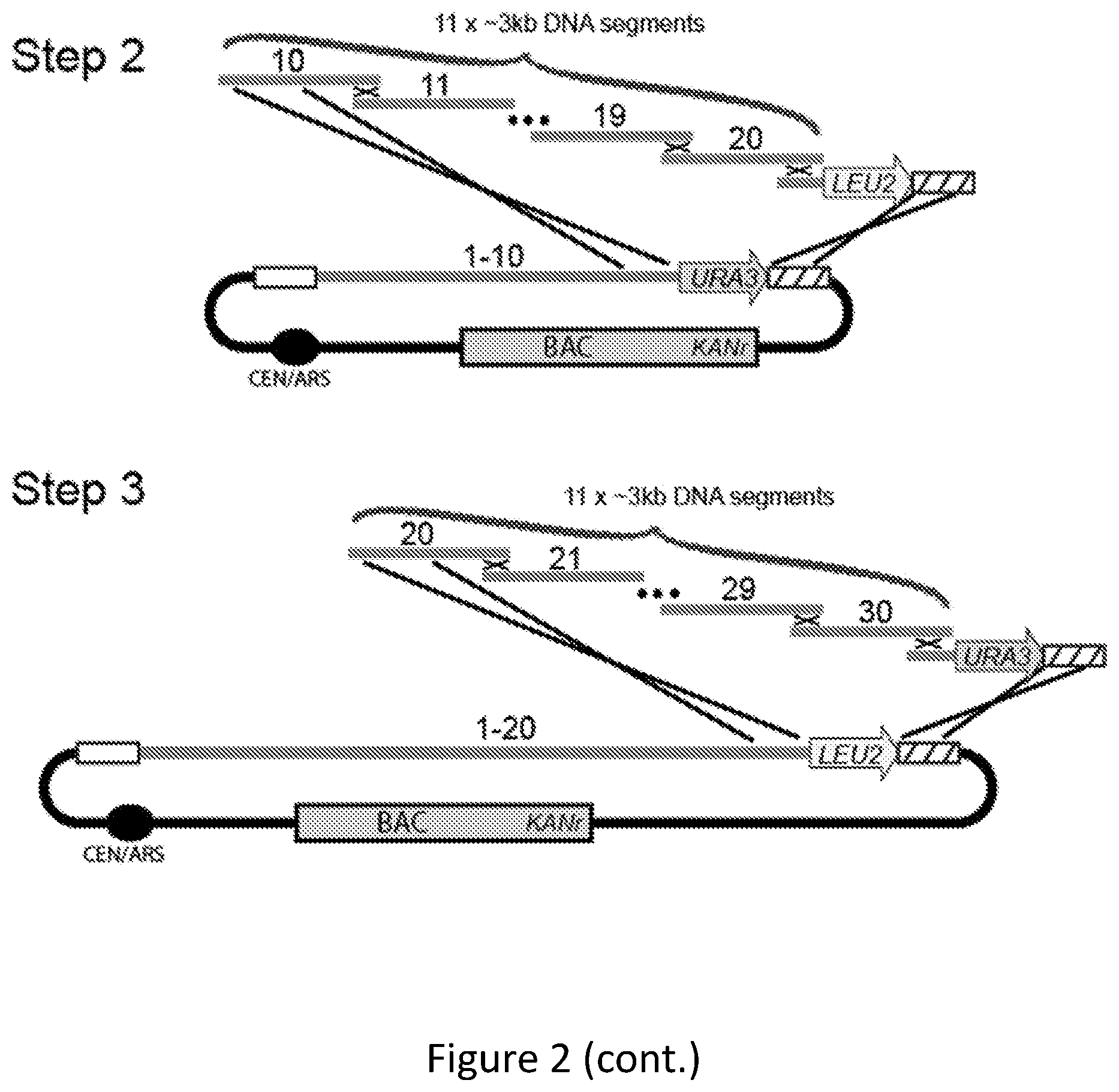 Patent US11814644 Figure 4 – Extrachromosomal switching auxotrophies progressively by integration (eSwAP-In) for assembly of DNA sequences in yeast