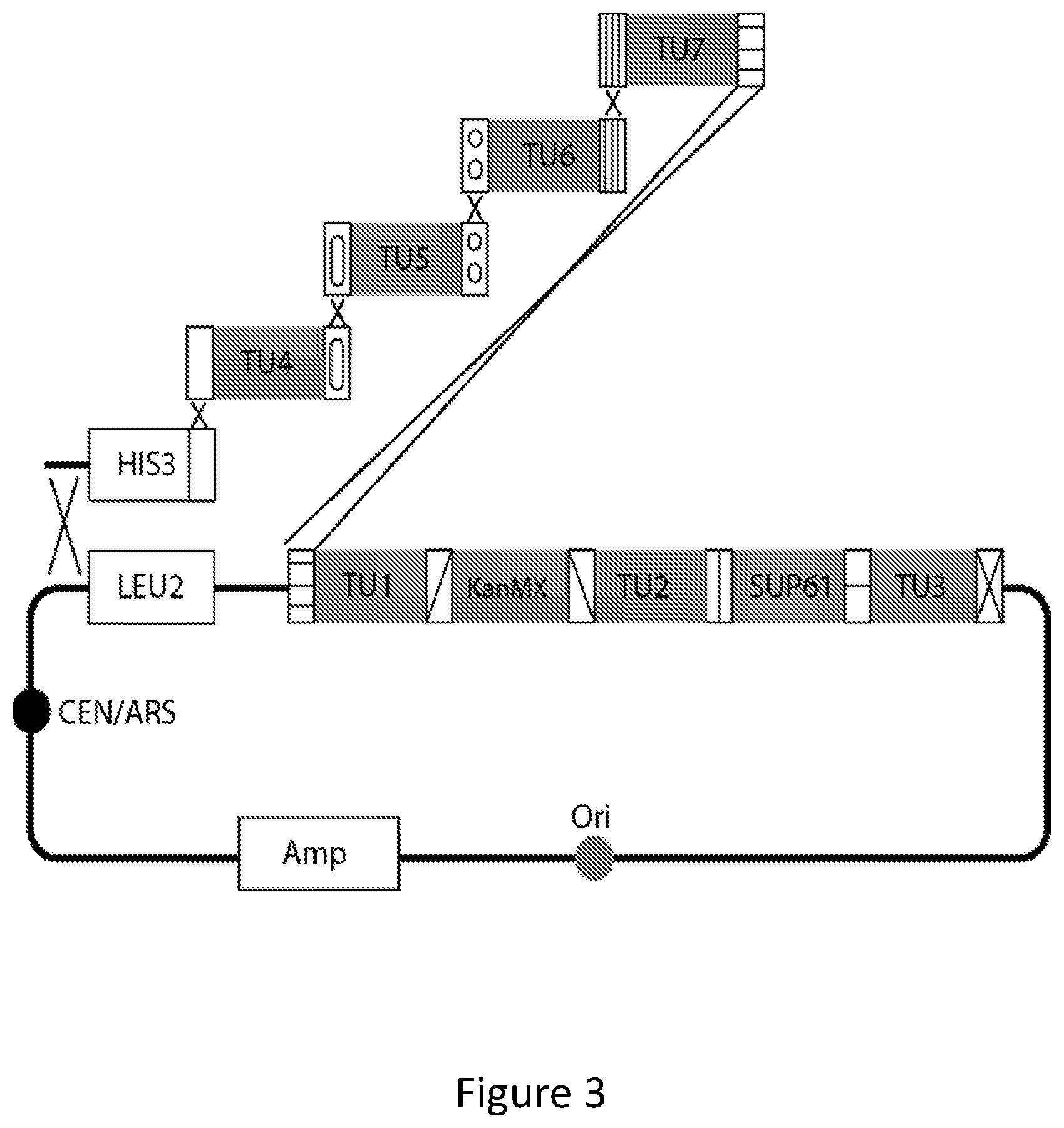 Patent US11814644 Figure 5 – Extrachromosomal switching auxotrophies progressively by integration (eSwAP-In) for assembly of DNA sequences in yeast